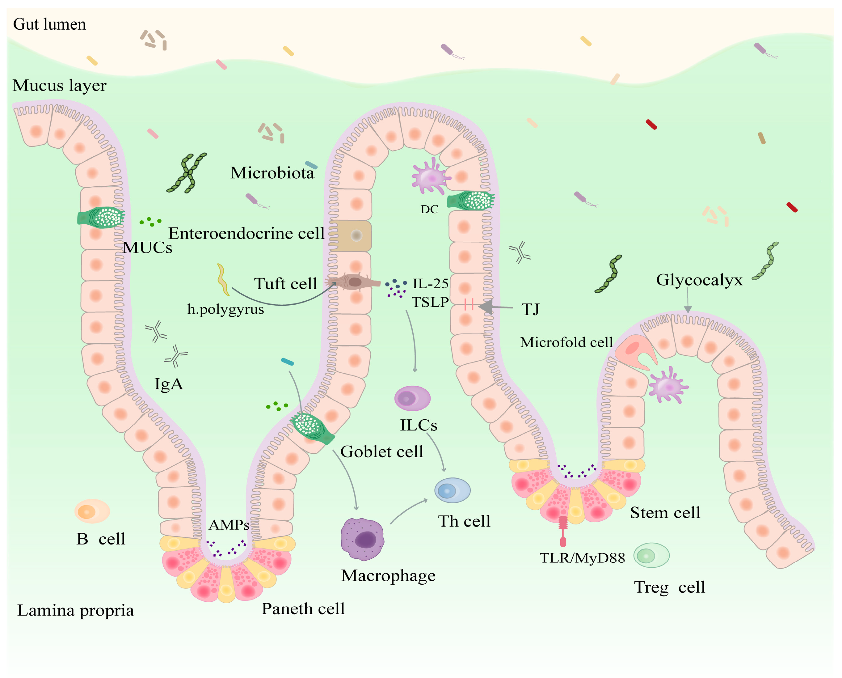 Nutrients 16 03192 g004