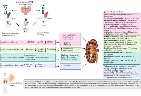 The Influence of Non-Pharmacological and Pharmacological Interventions on the Course of Autosomal Dominant Polycystic Kidney Disease The Influence of Non-Pharmacological and Pharmacological Interventions on the Course of Autosomal Dominant Polycystic Kidney Disease