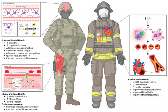 Fueling the Firefighter and Tactical Athlete with Creatine: A 