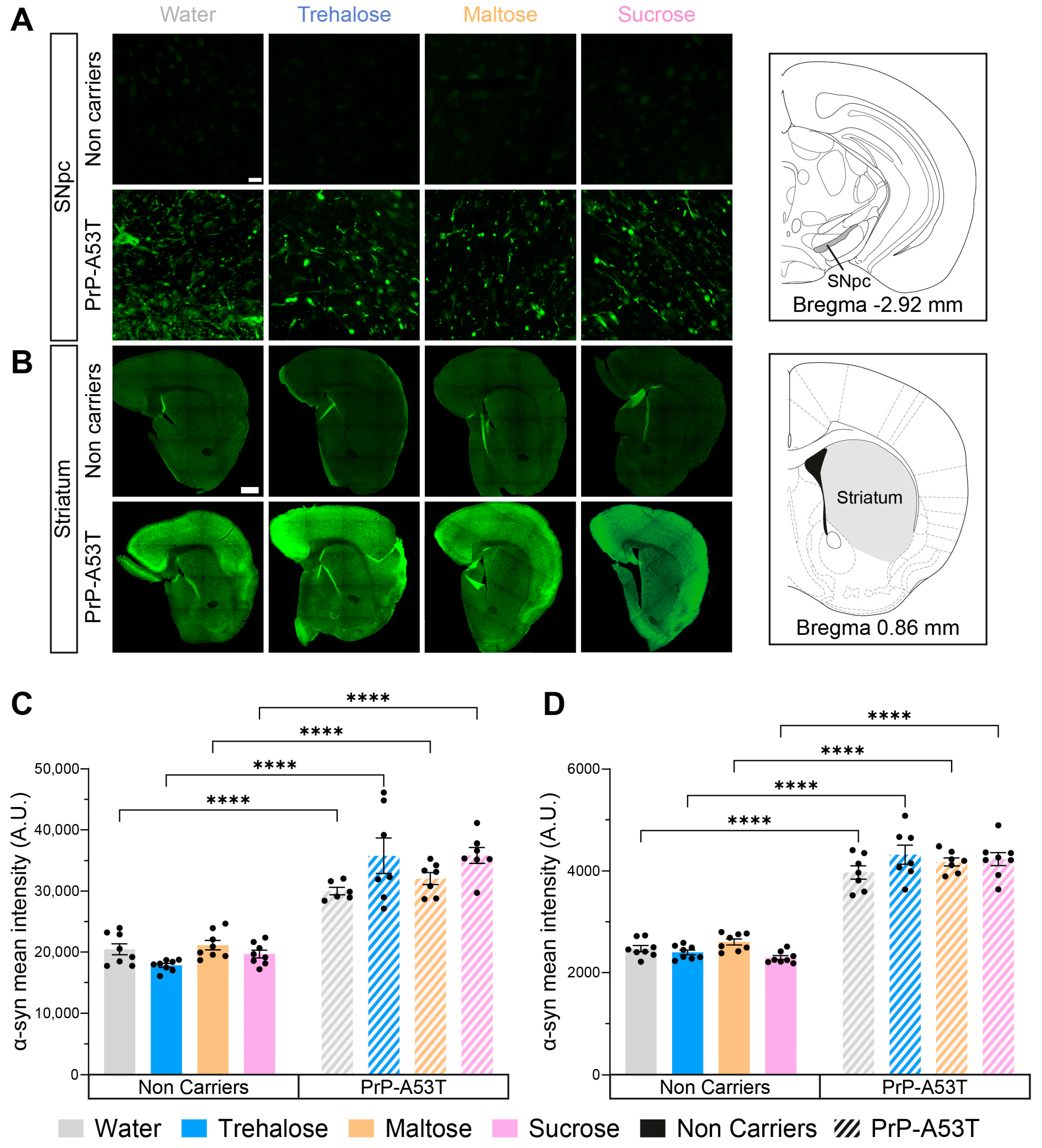 Nutrients 16 03309 g006
