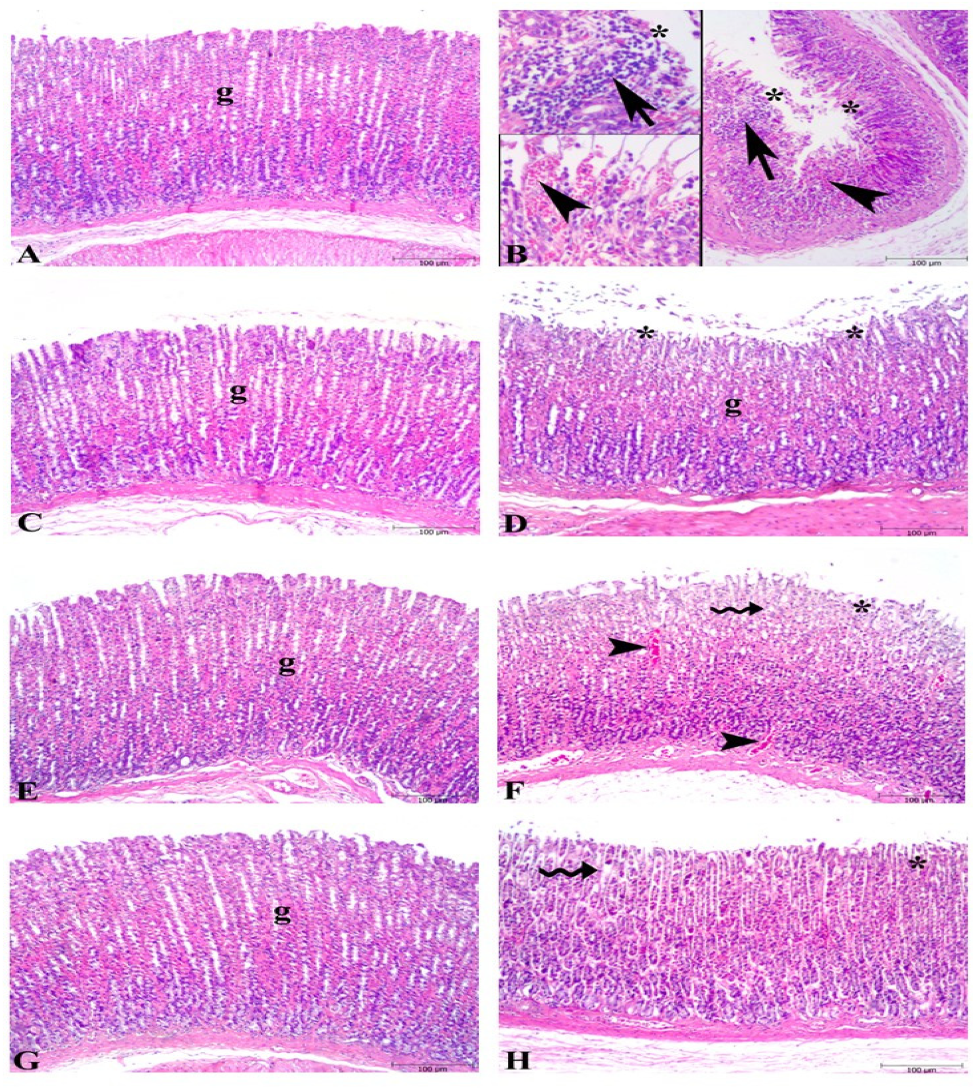 Nutrients 16 03426 g002 Nutrients 16 03426 g002