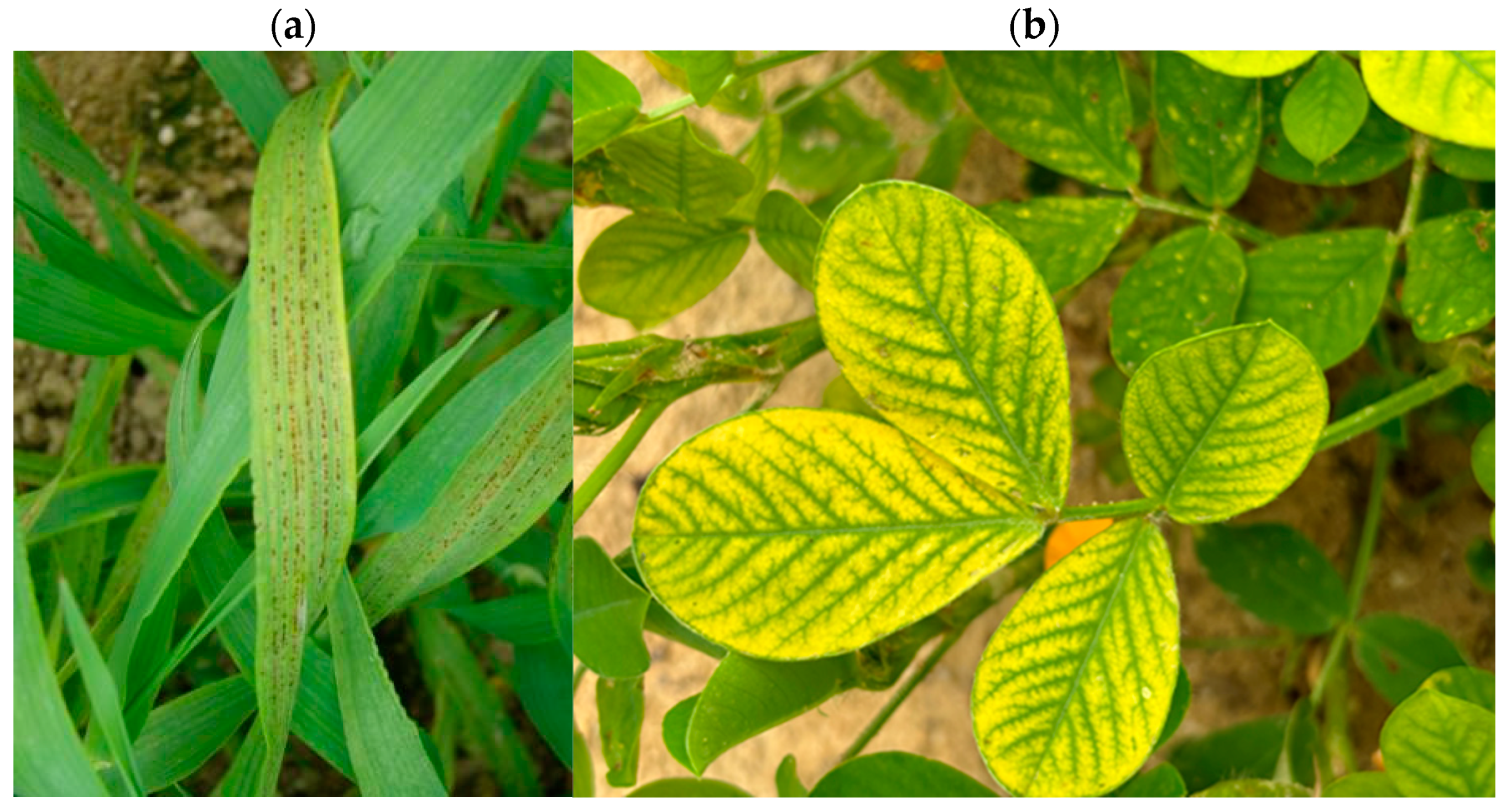 Nutrients 16 03455 g002