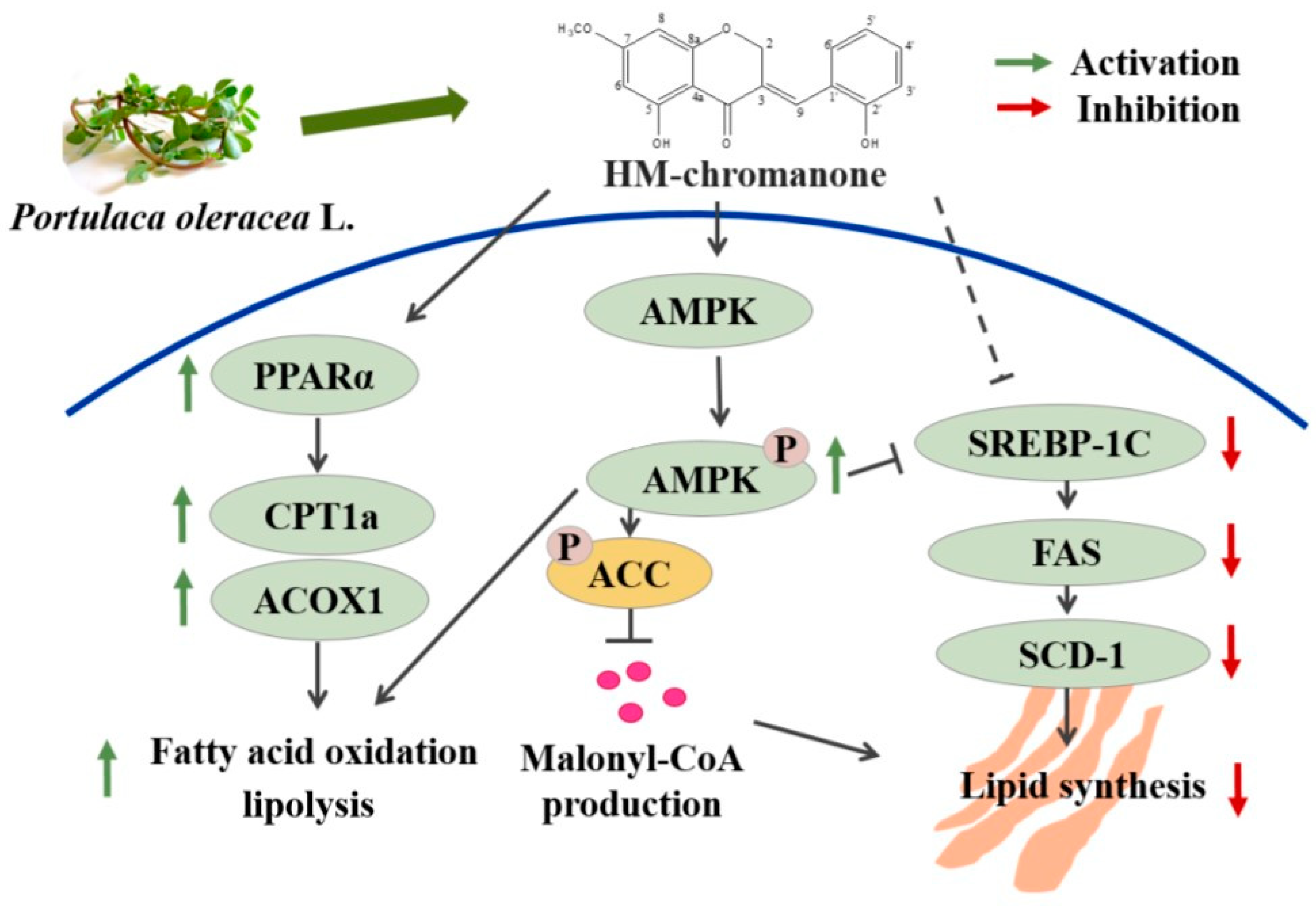 Nutrients 16 03475 g008