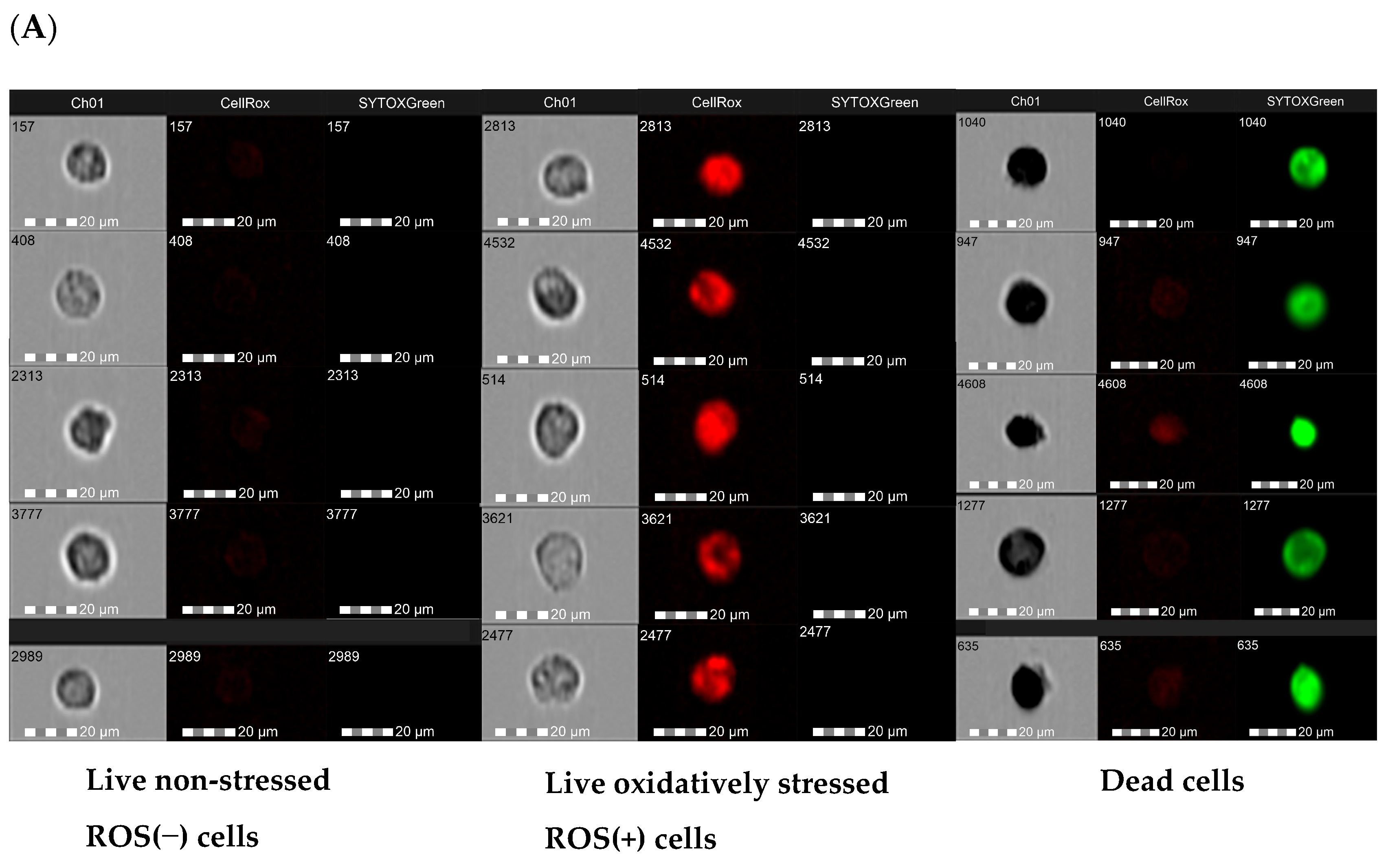 Nutrients 16 03483 g007a Nutrients 16 03483 g007a