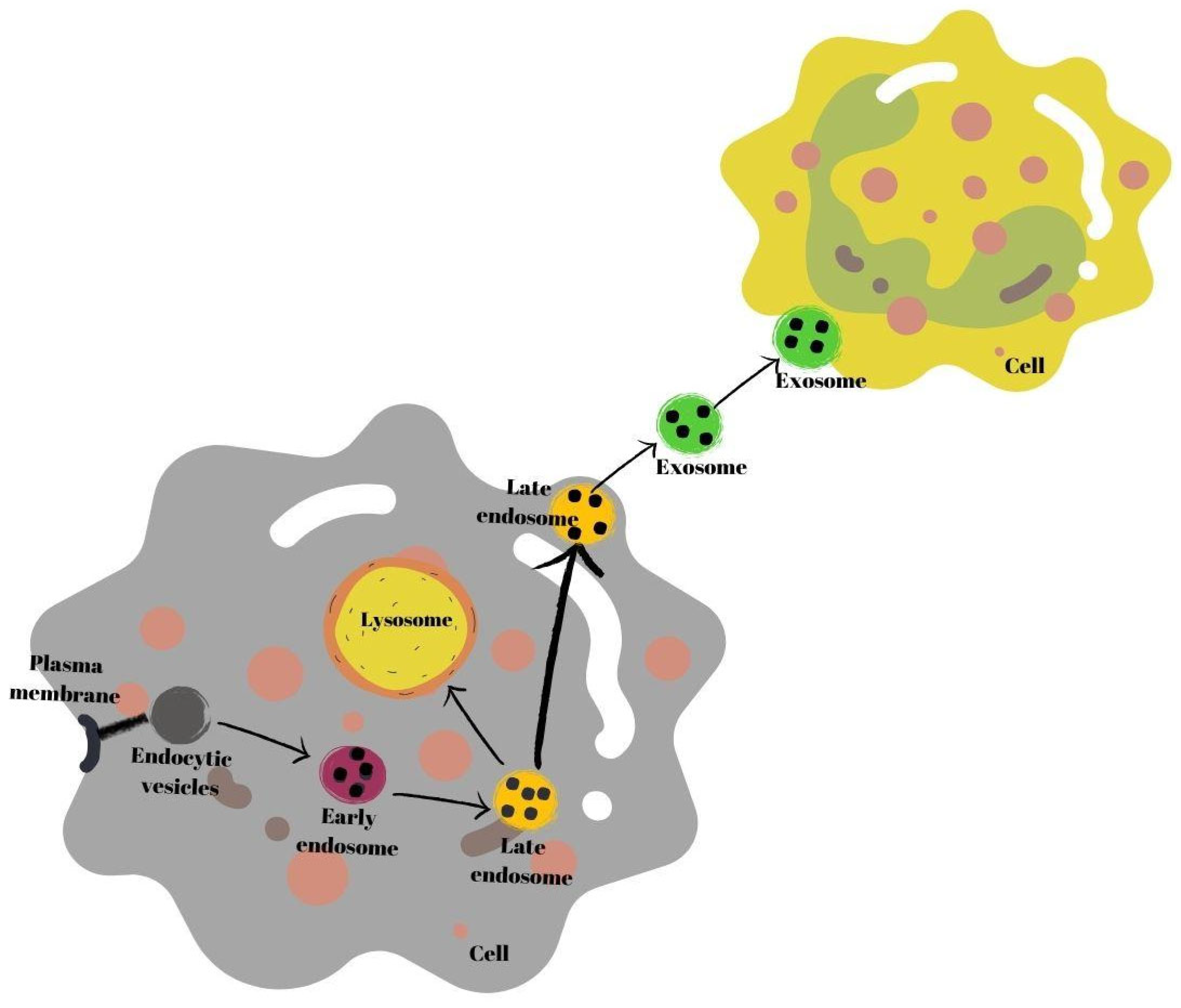 Human Breast Milk Exosomes: Affecting Factors, Their