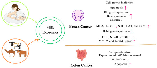 Human Breast Milk Exosomes: Affecting Factors, Their