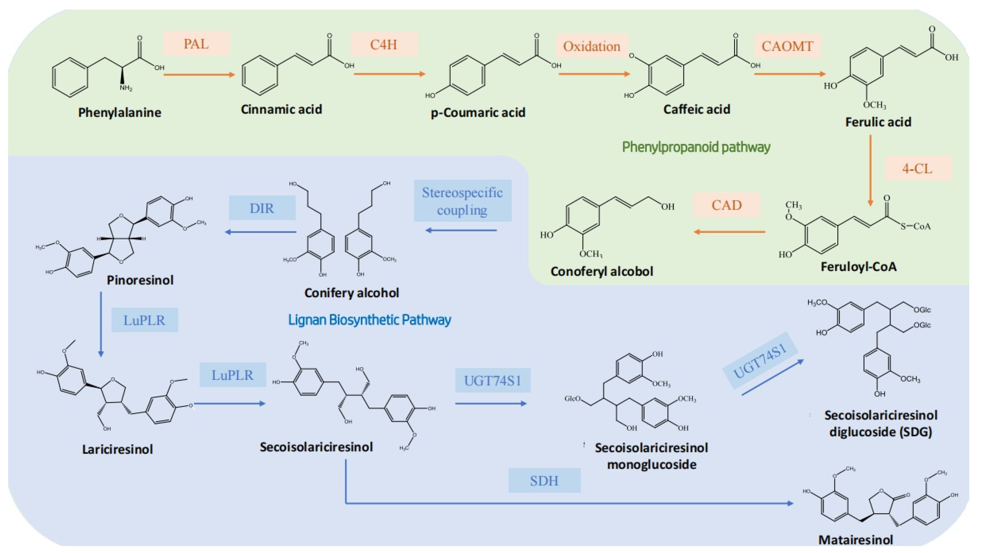 Nutrients 16 03520 g002
