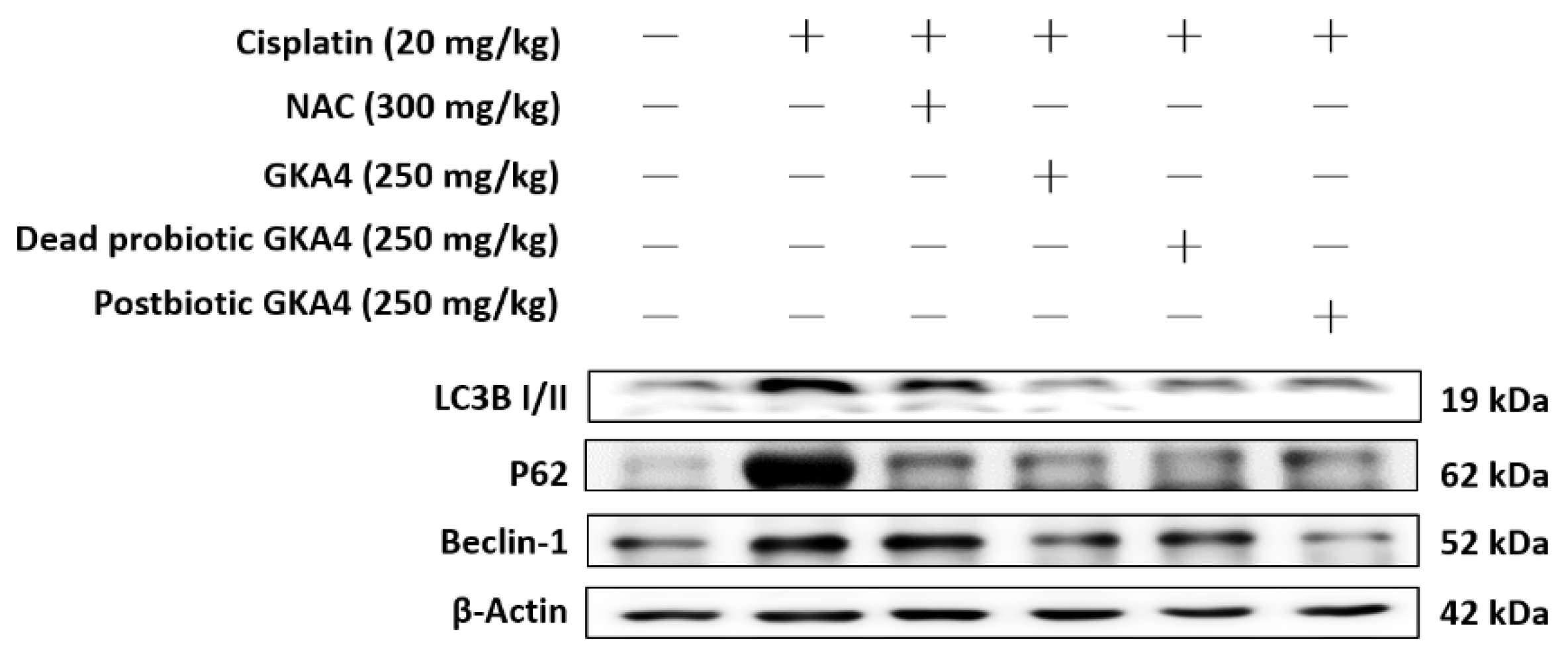 Nutrients 16 03532 g005 Nutrients 16 03532 g005