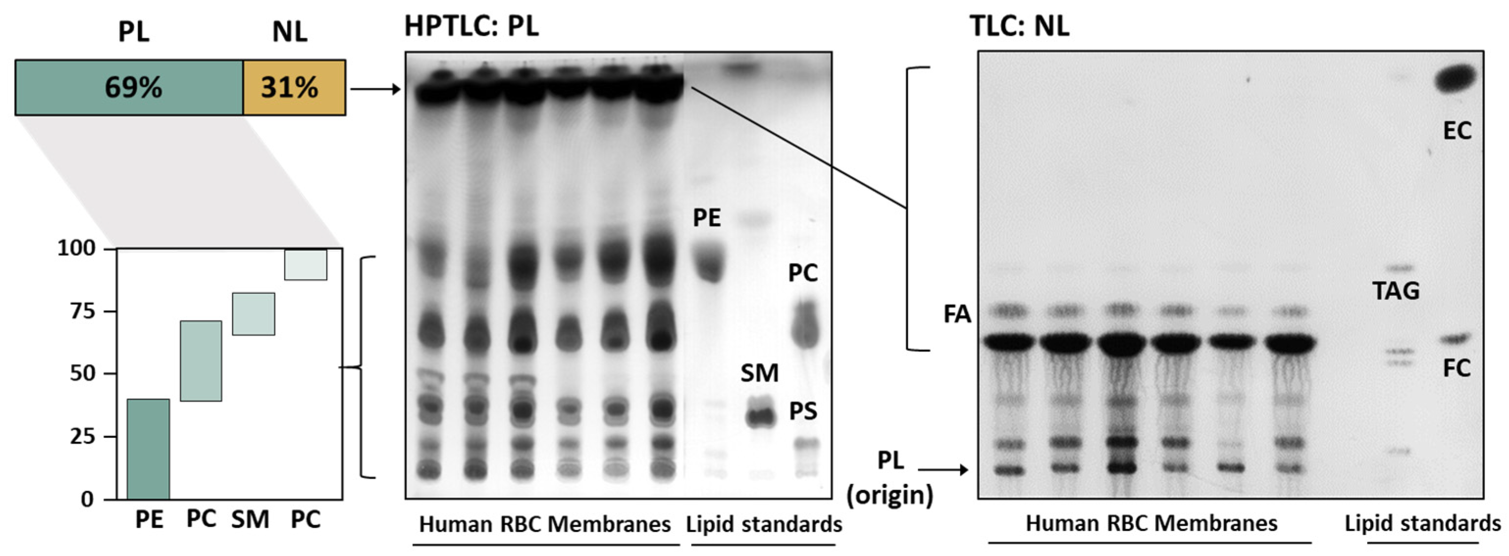 Nutrients 16 03541 g002