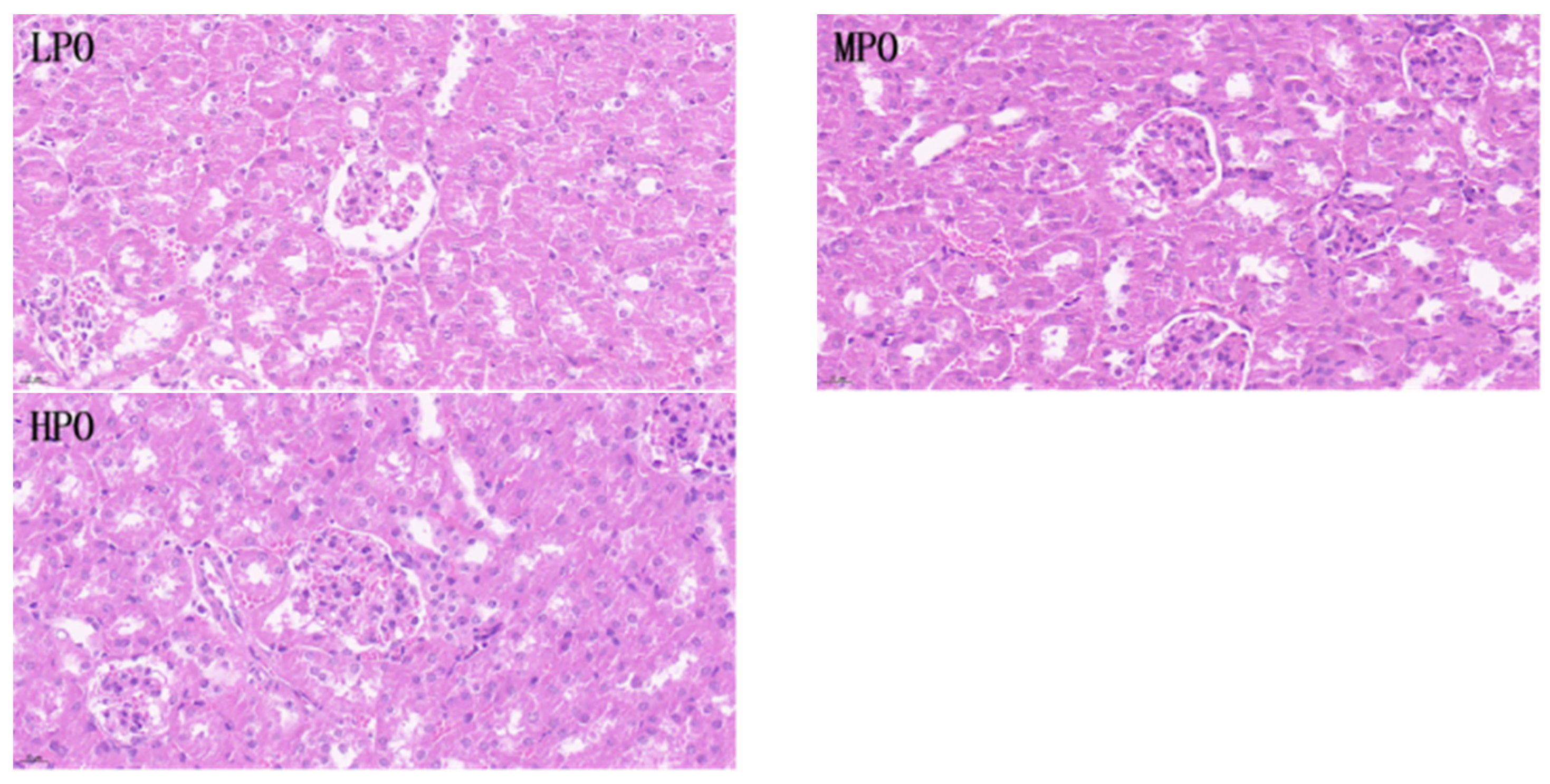 Nutrients 16 03549 g007b