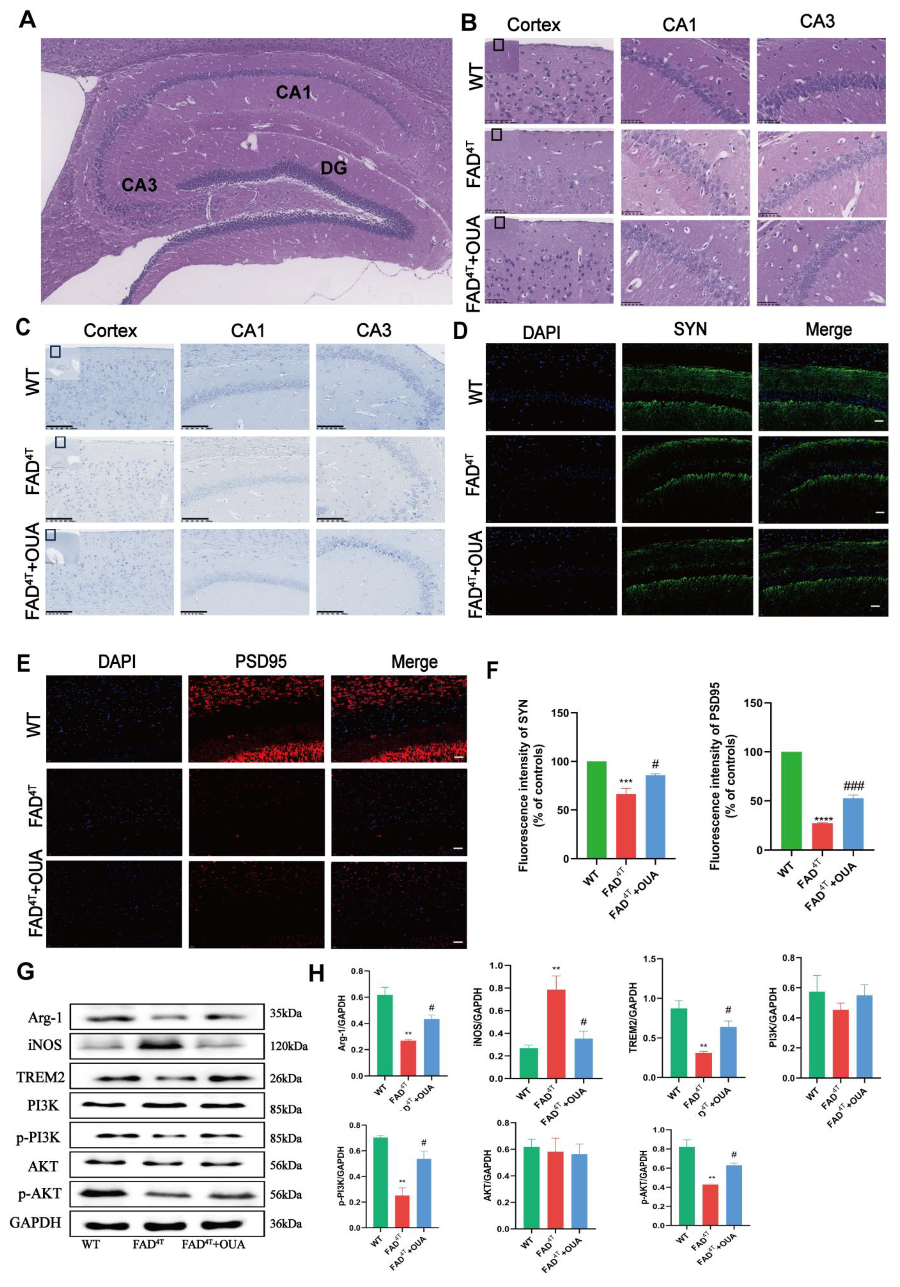 Nutrients 16 03558 g007 Nutrients 16 03558 g007
