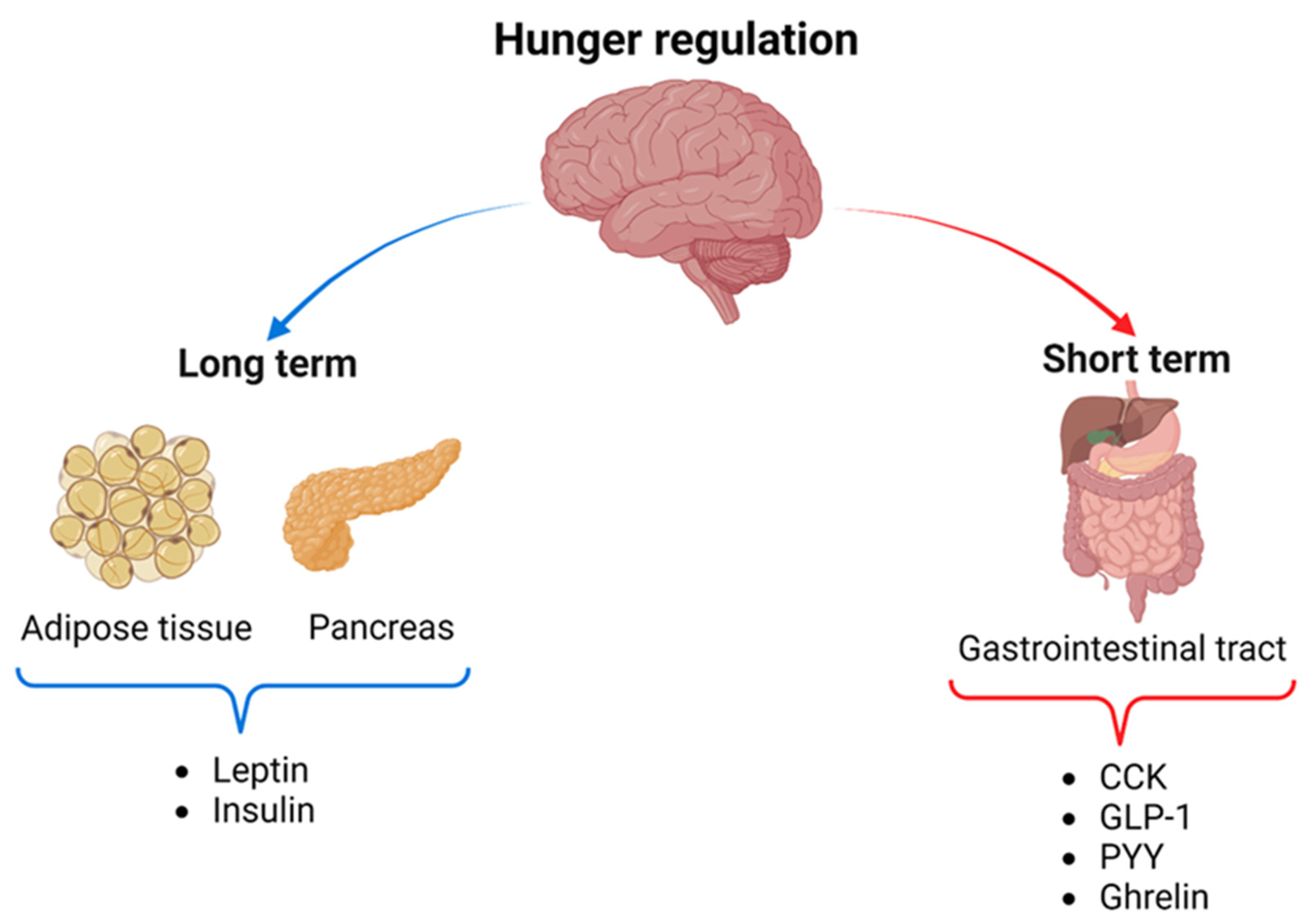 Nutrients 16 03560 g001 Nutrients 16 03560 g001