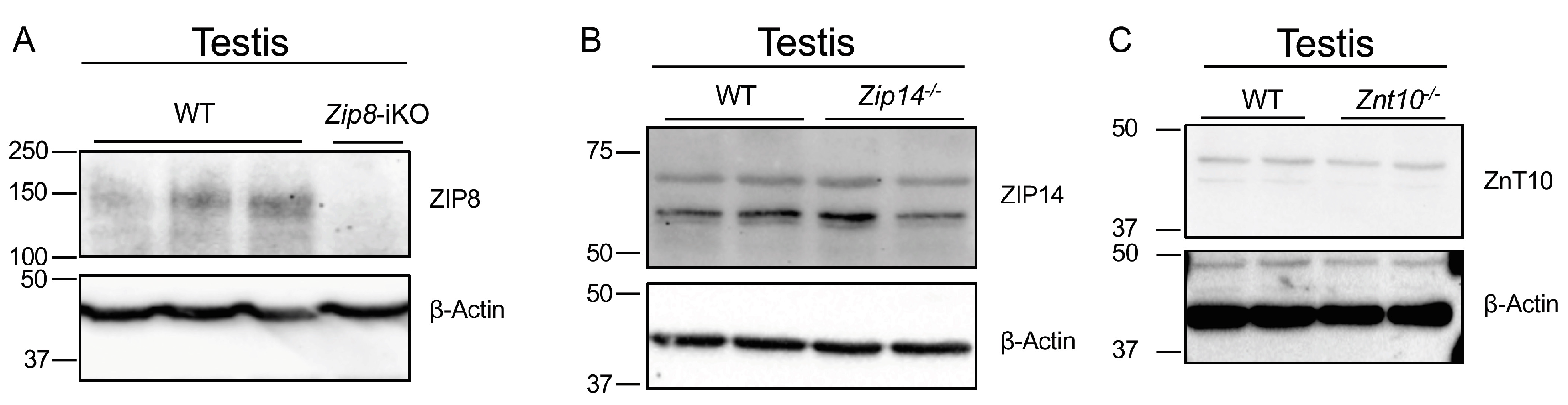 Nutrients 16 03575 g002