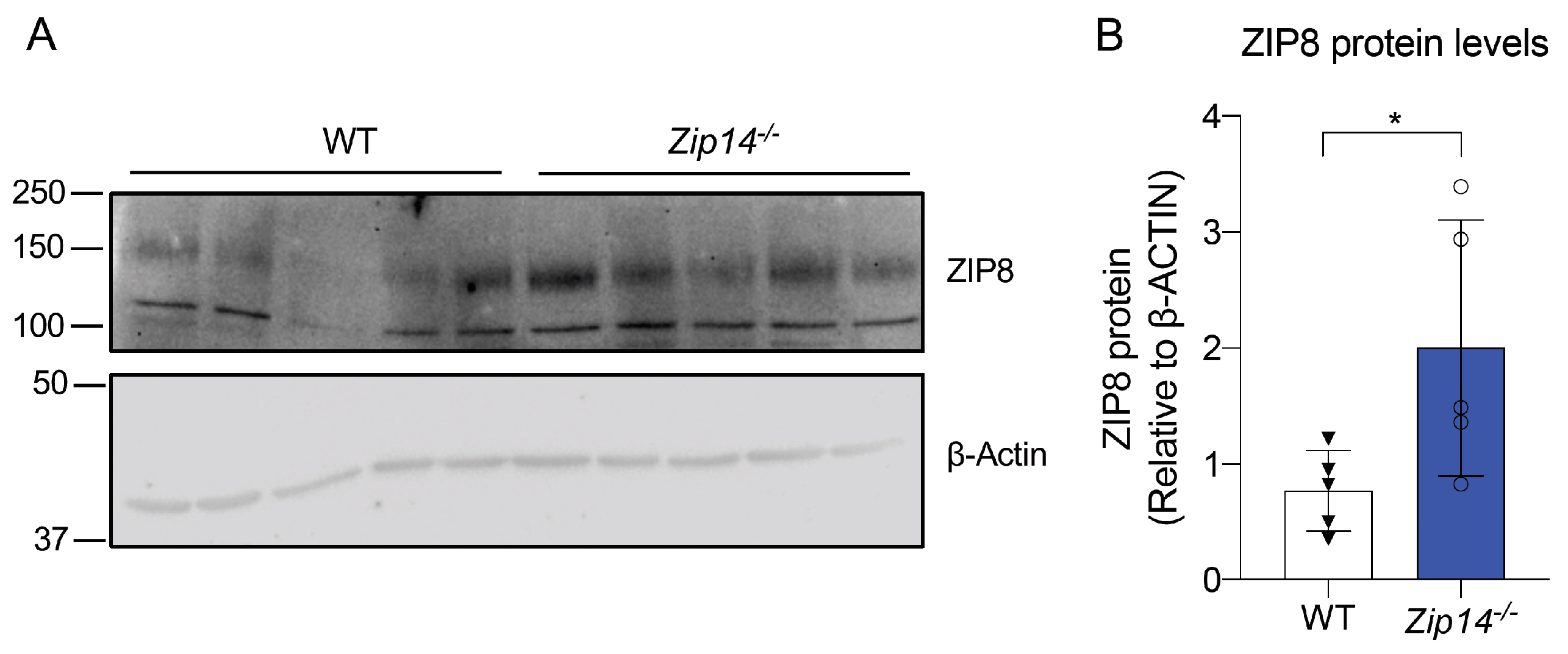 Nutrients 16 03575 g005