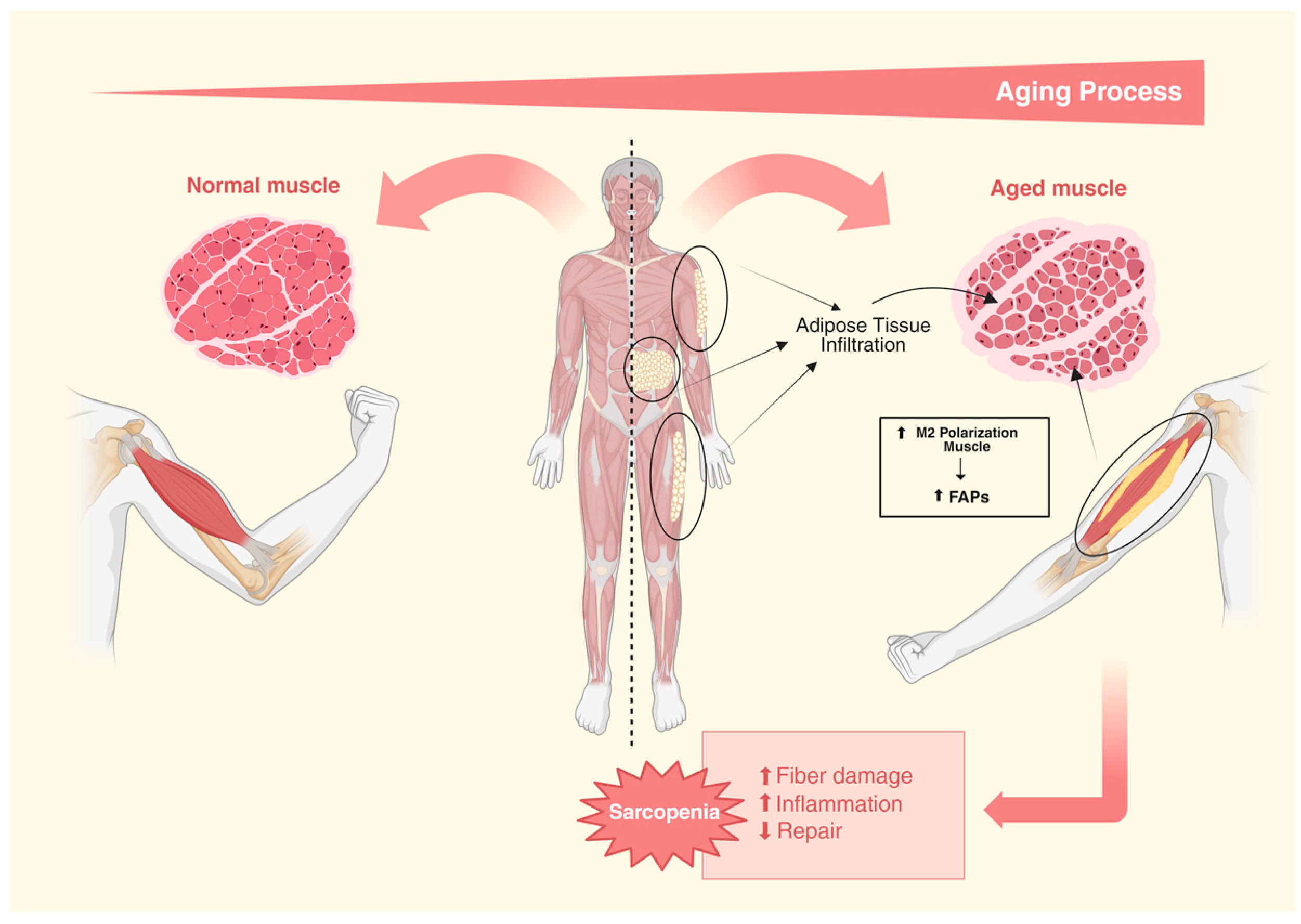 Nutrients 16 03621 g003 Nutrients 16 03621 g003