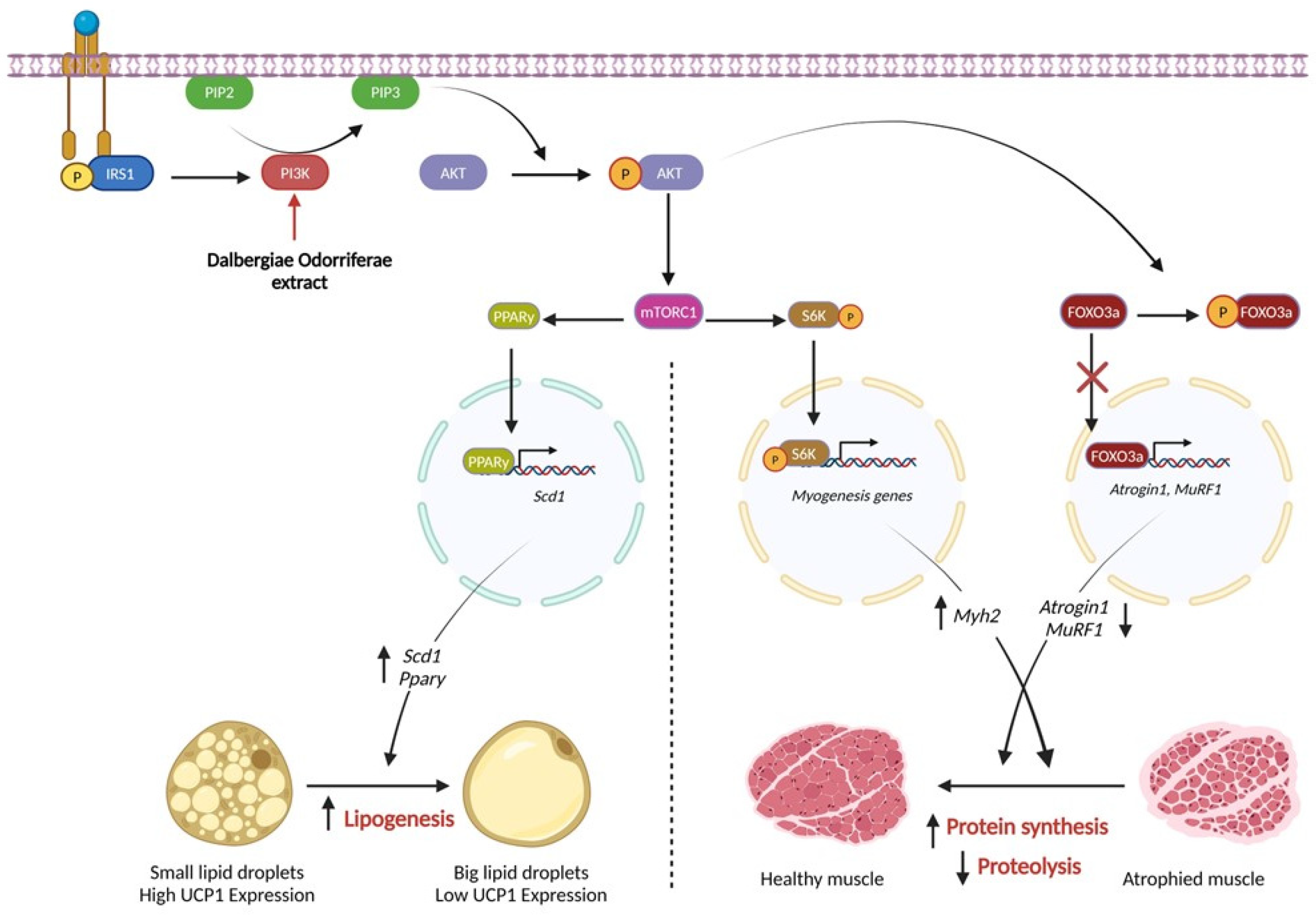 Nutrients 16 03671 g008