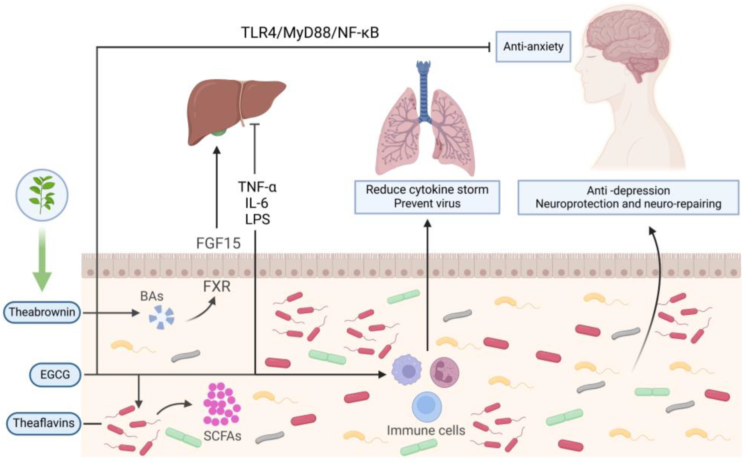 Nutrients 16 03675 g001