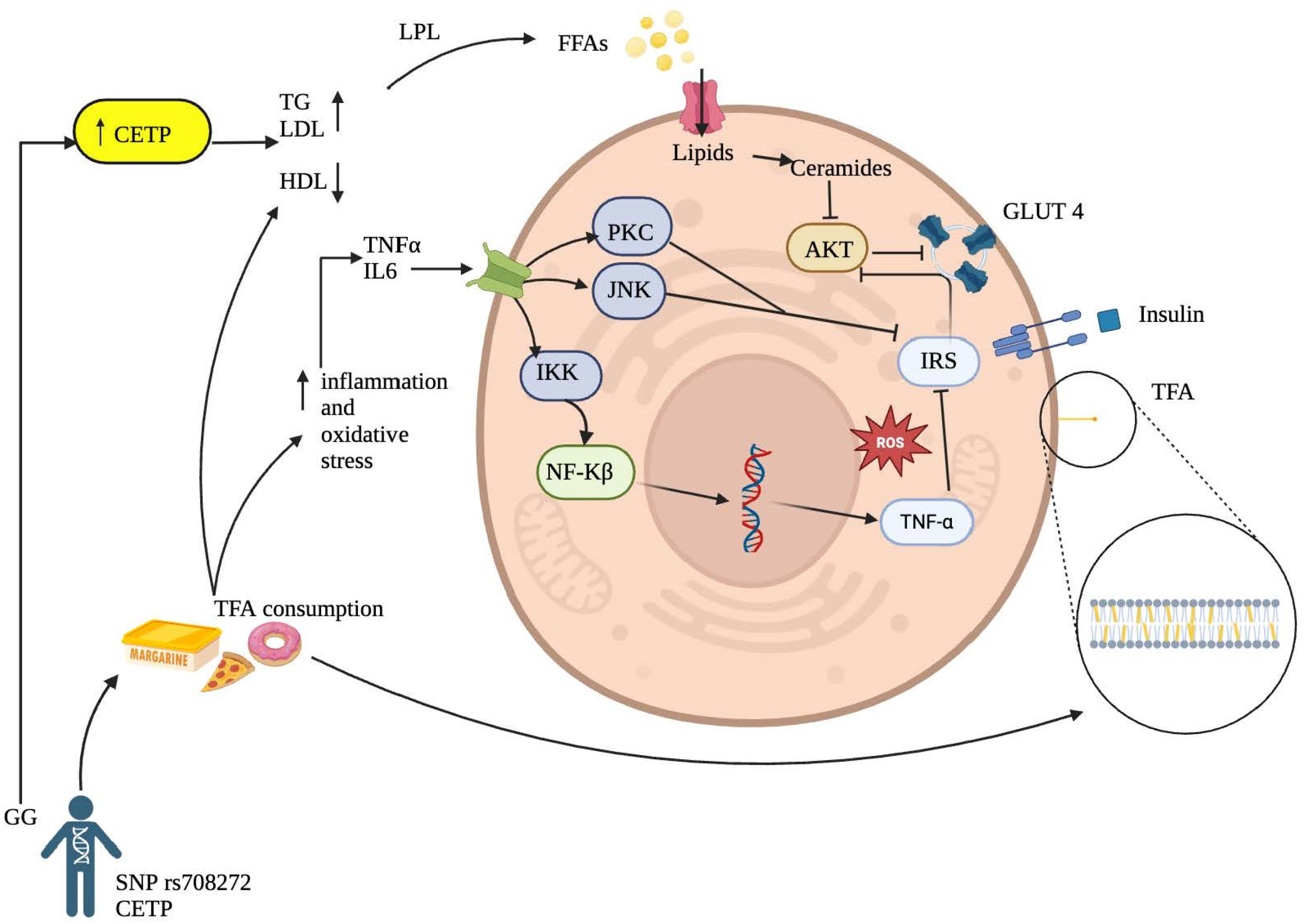 Nutrients 16 03683 g002