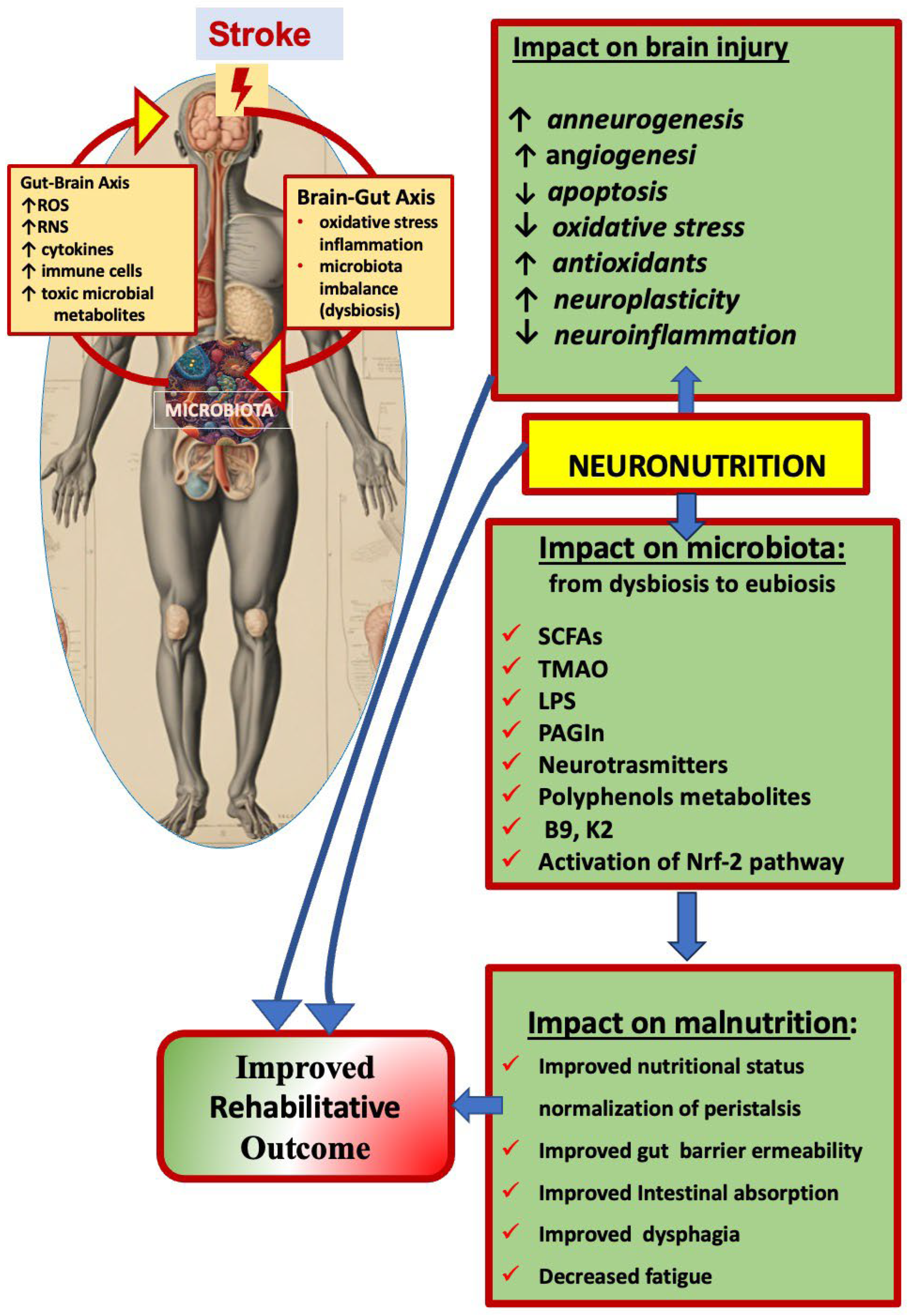 Neuronutrition and Its Impact on Post-Stroke