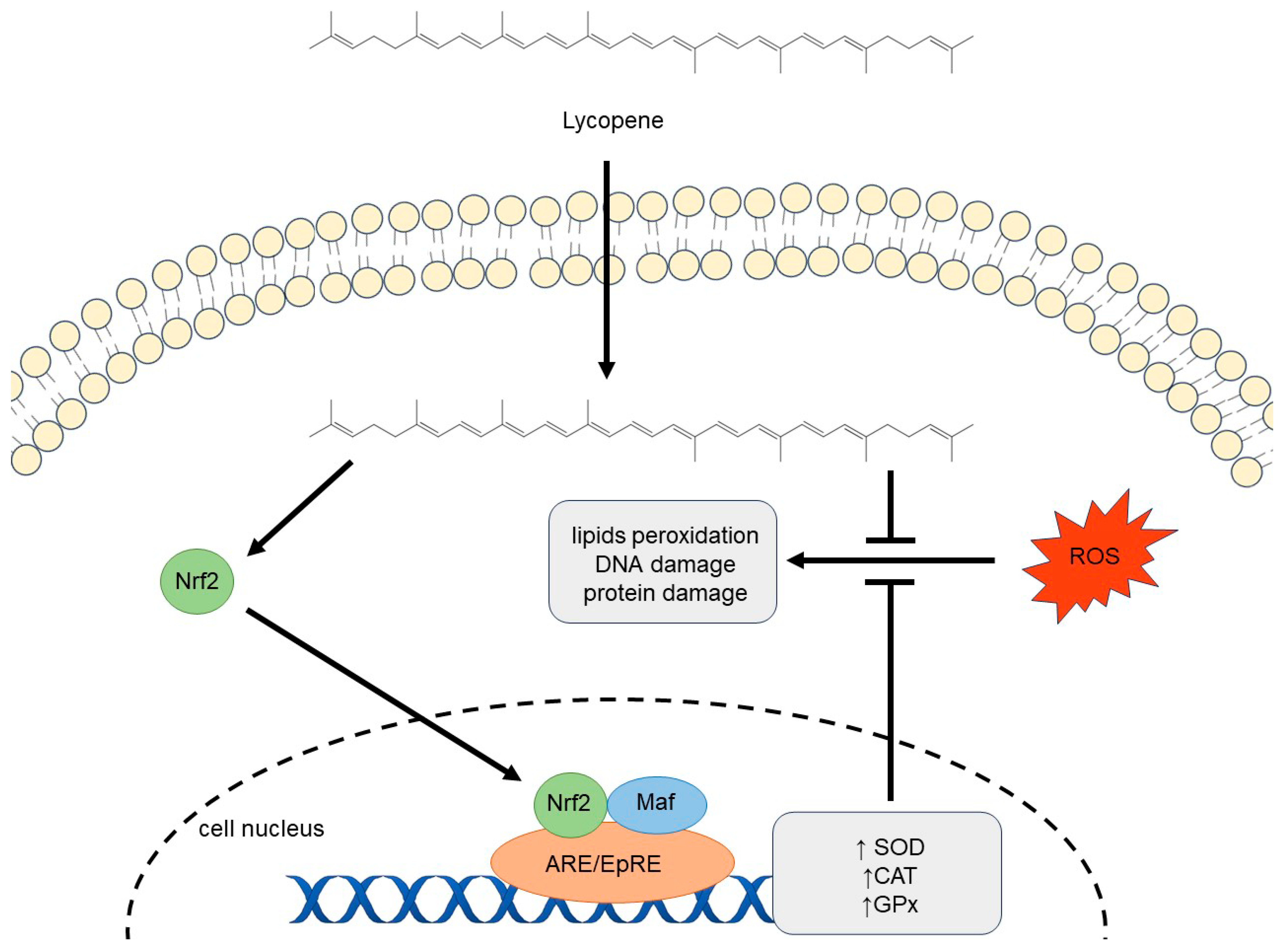 Nutrients 16 03708 g001 Nutrients 16 03708 g001