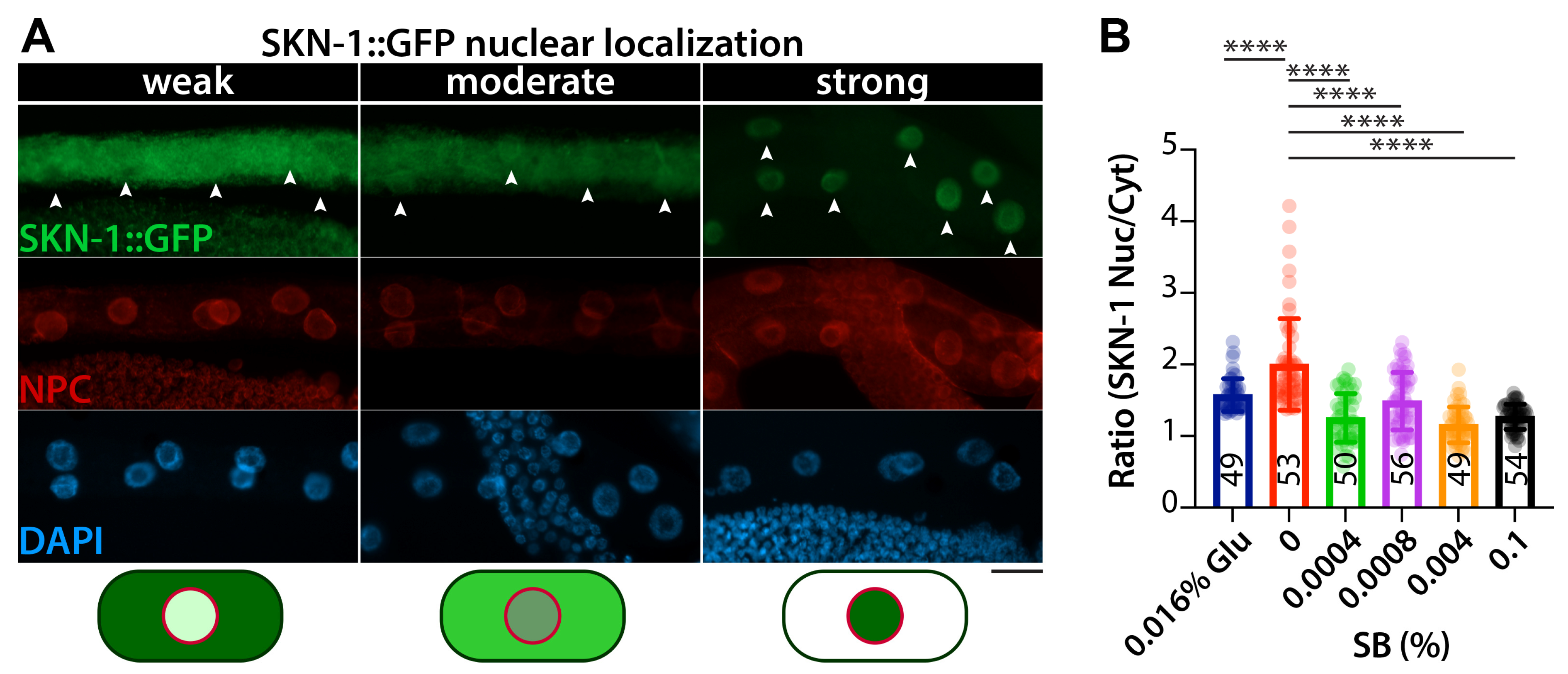 Nutrients 16 03753 g005