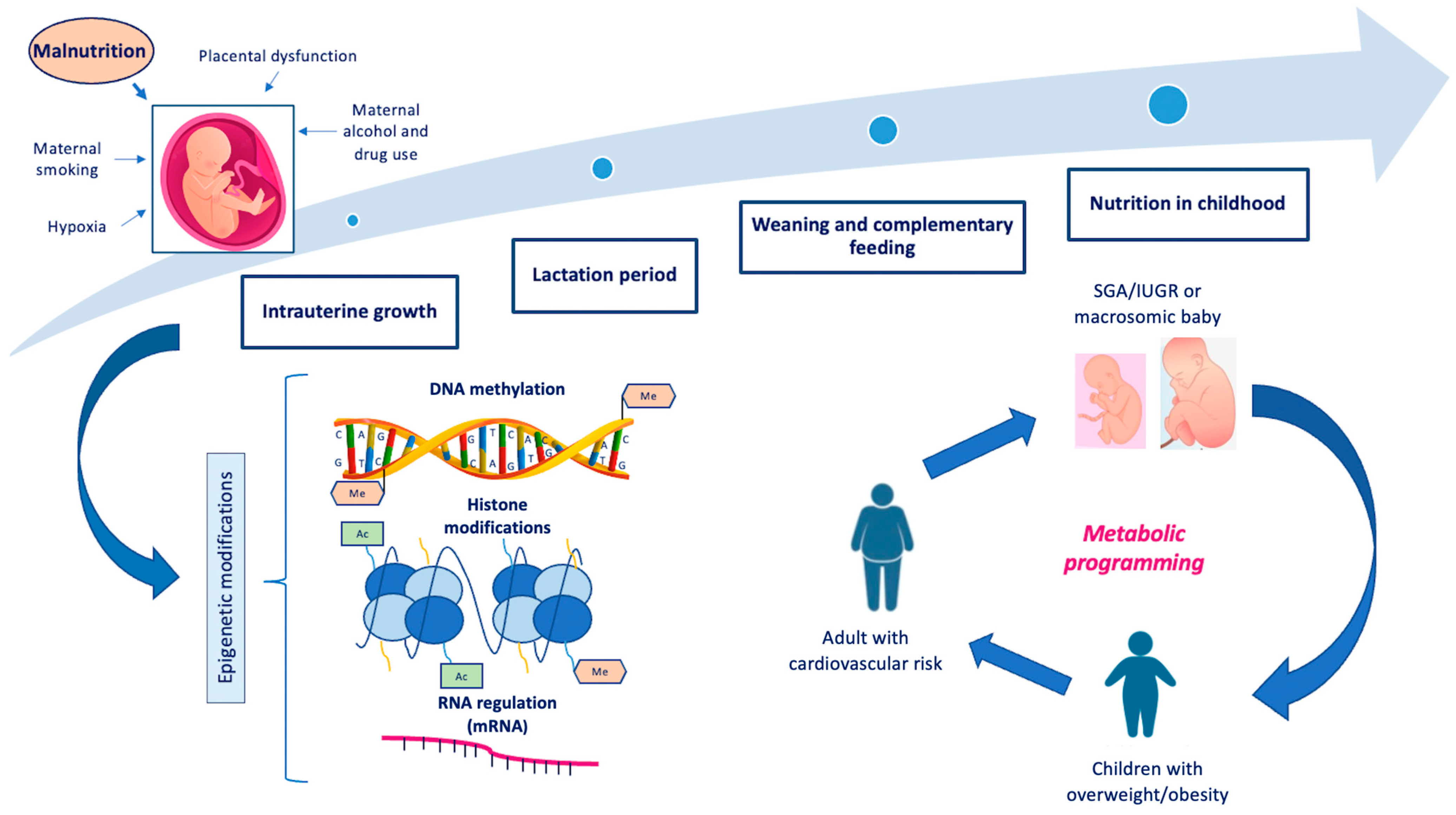 Nutrients 16 03801 g001