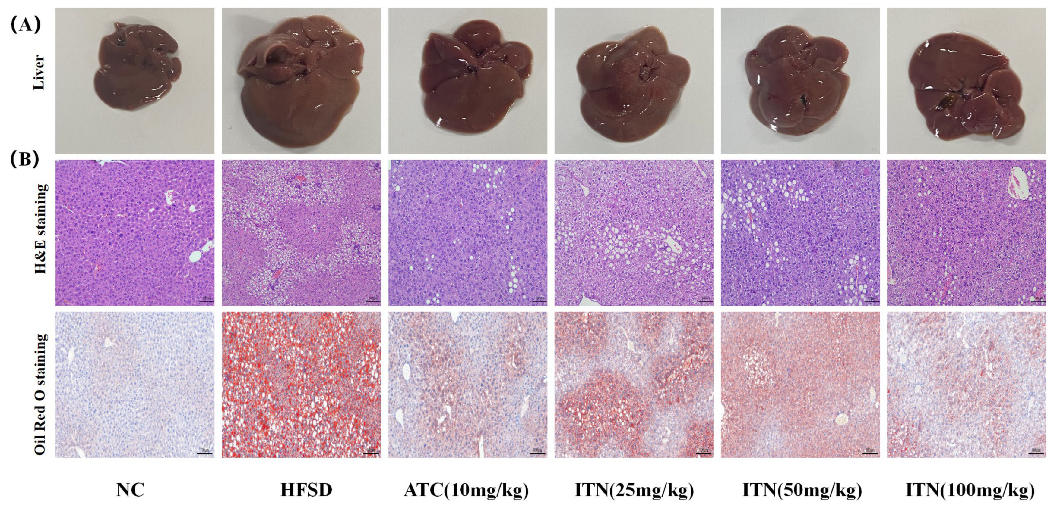 Nutrients 16 03876 g003