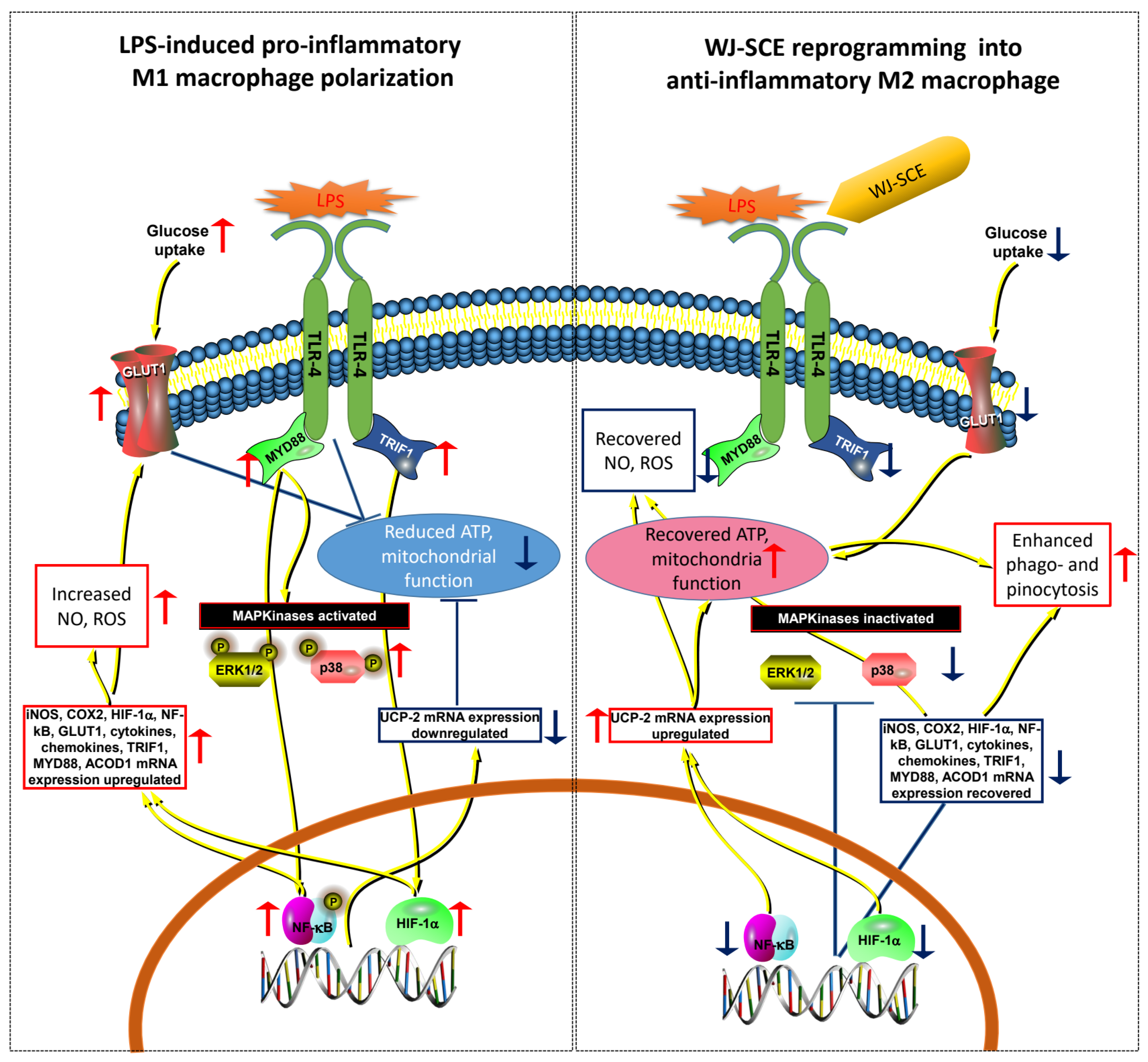 Nutrients 16 03932 g008 Nutrients 16 03932 g008