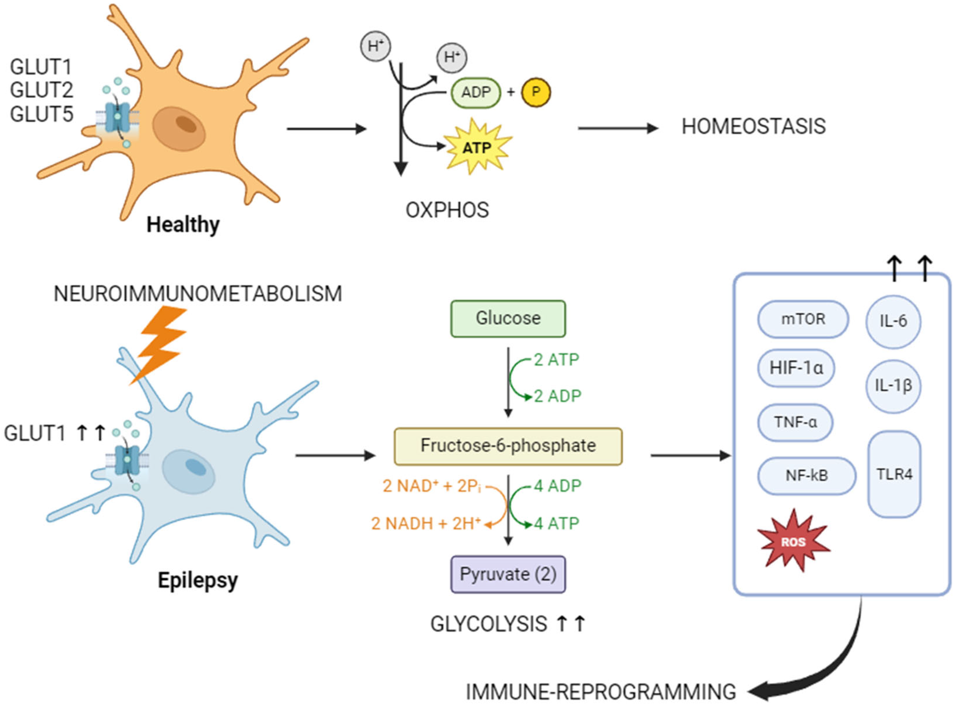 Nutrients 16 03994 g001