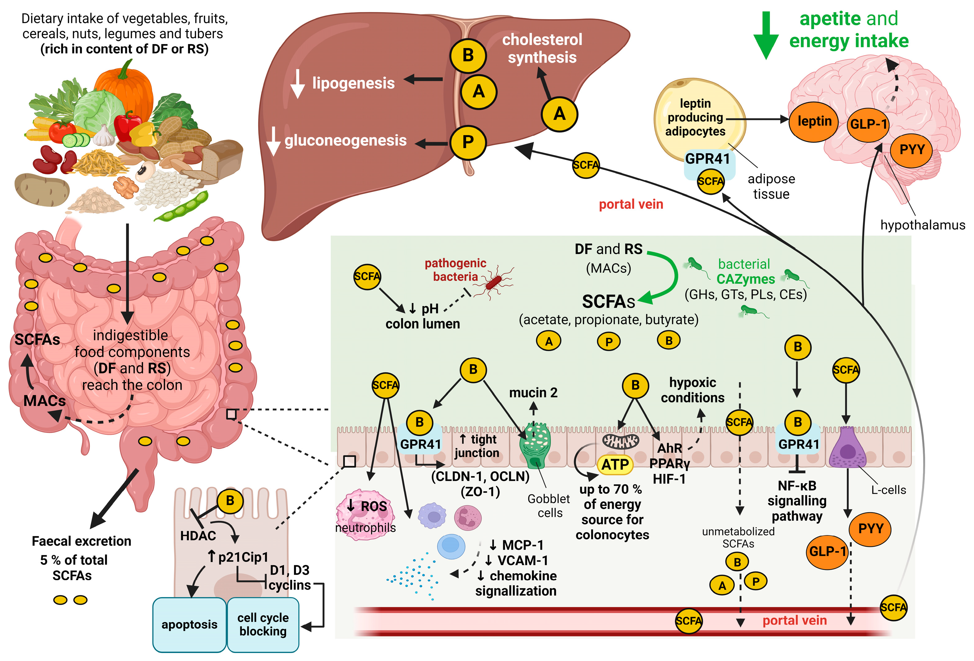 Nutrients 16 03996 g001