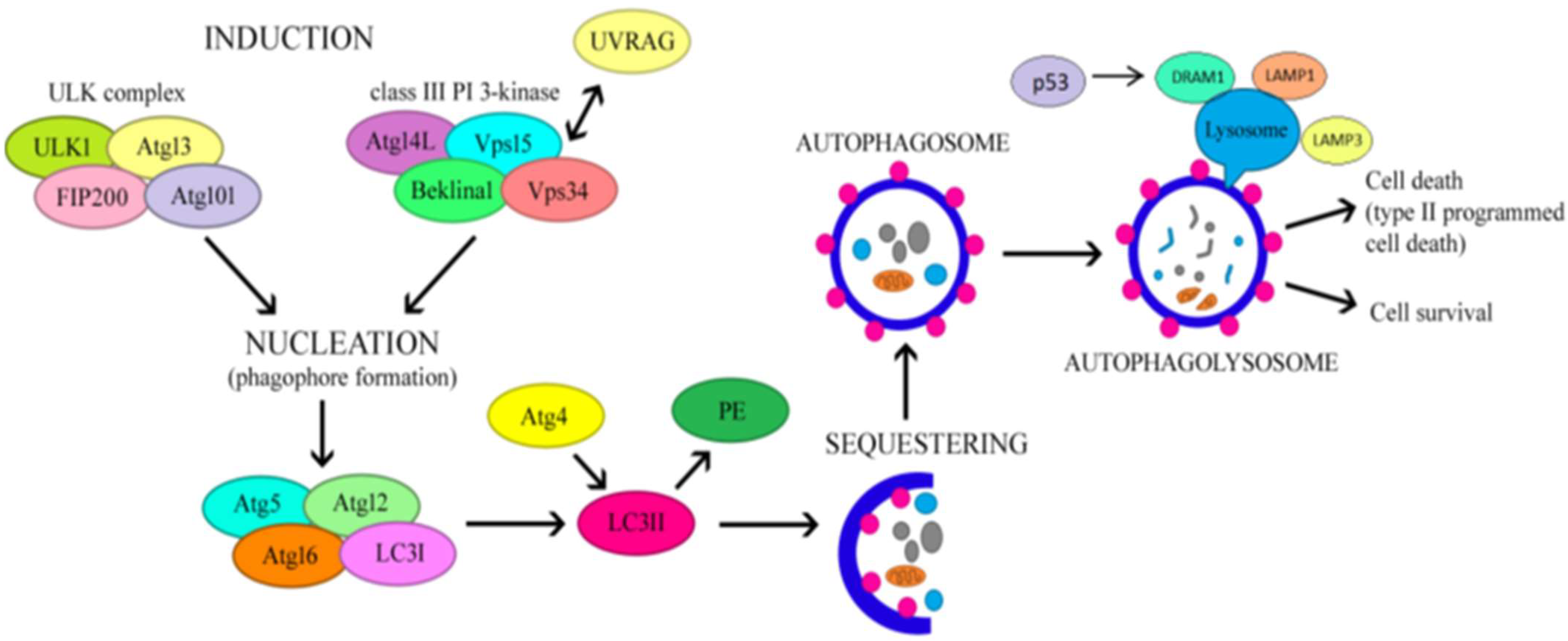 Nutrients 16 04003 g001