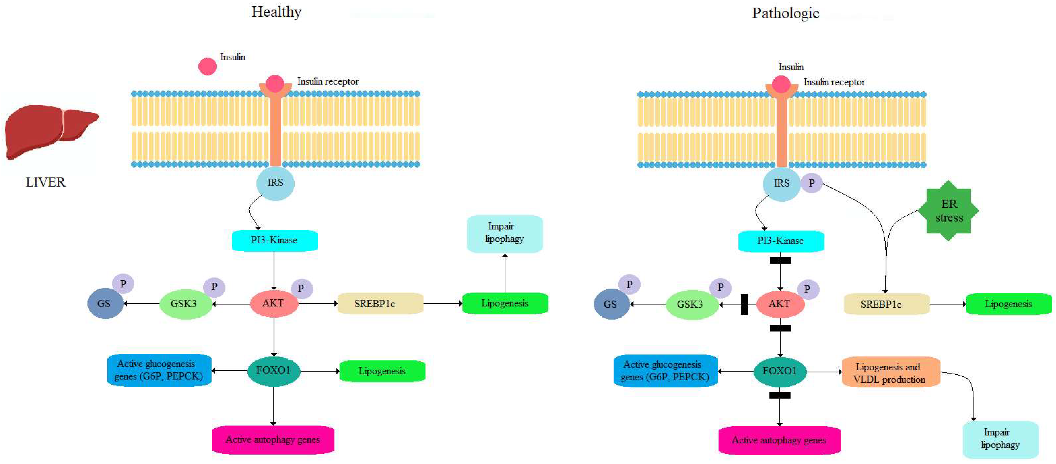Nutrients 16 04003 g003