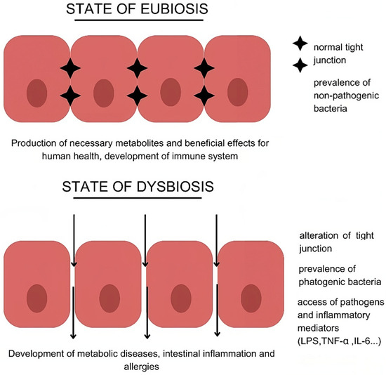 Myokines and Microbiota: New Perspectives in the Endocrine Muscle