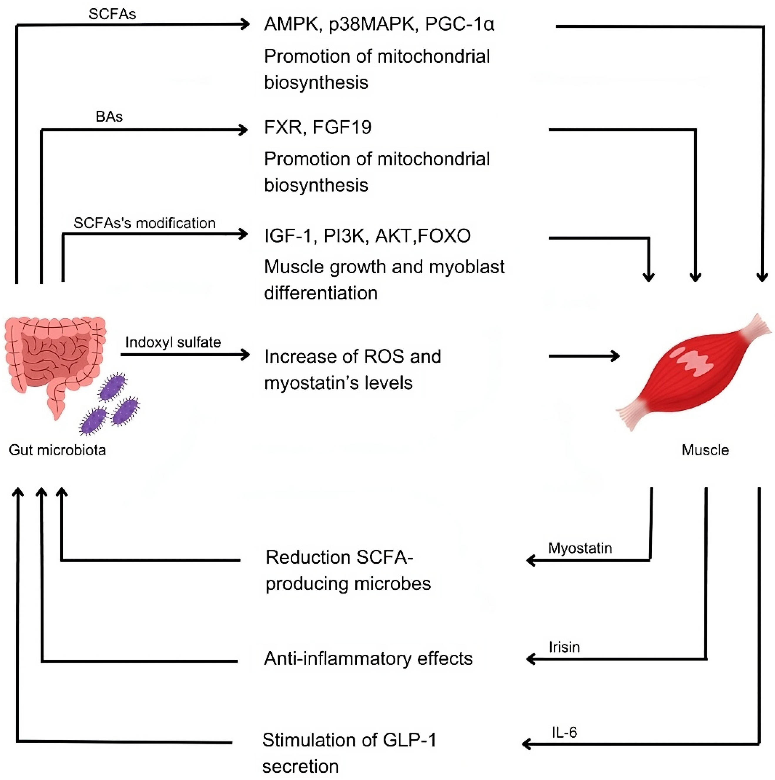 Nutrients 16 04032 g002