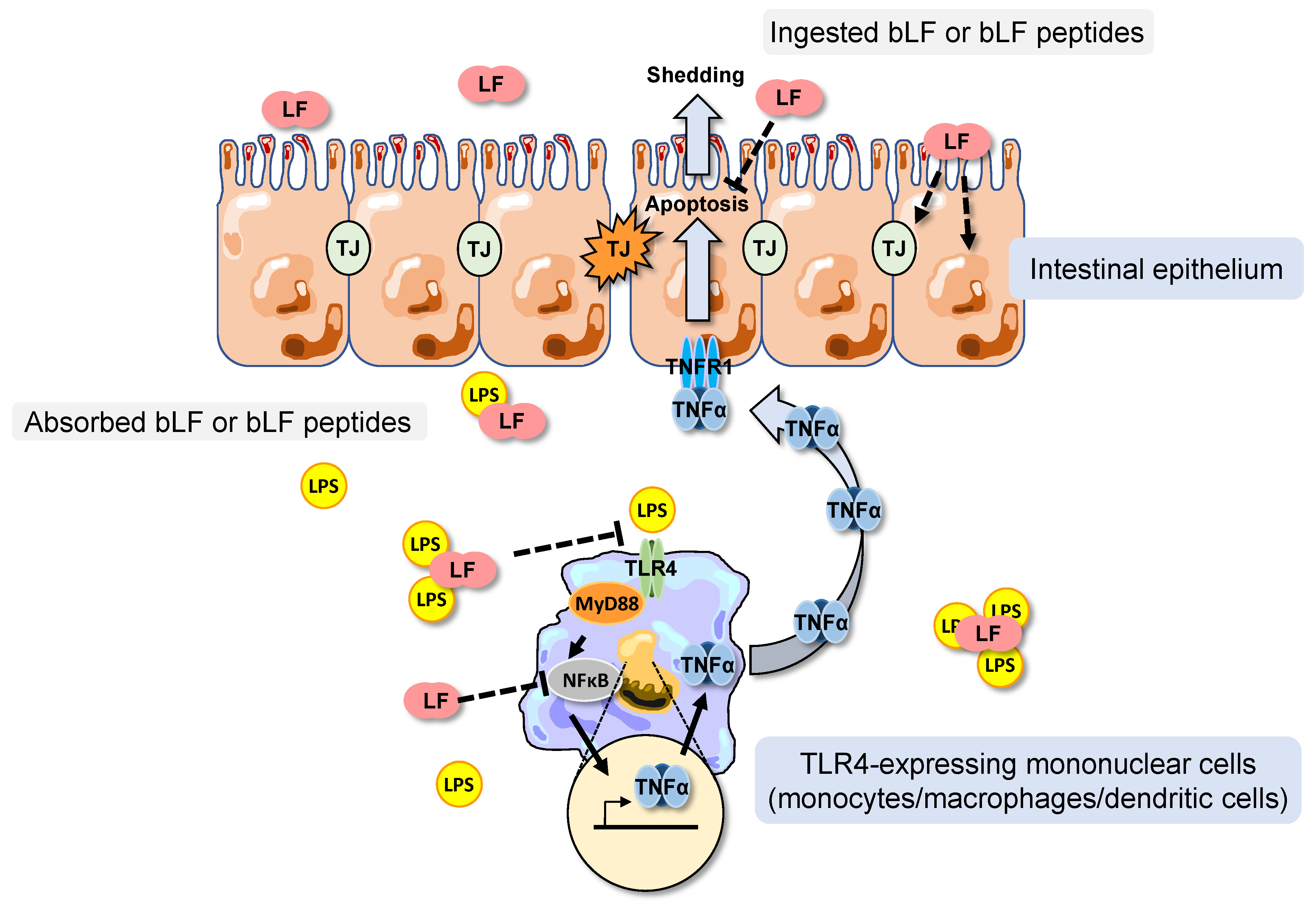 Nutrients 16 04040 g007