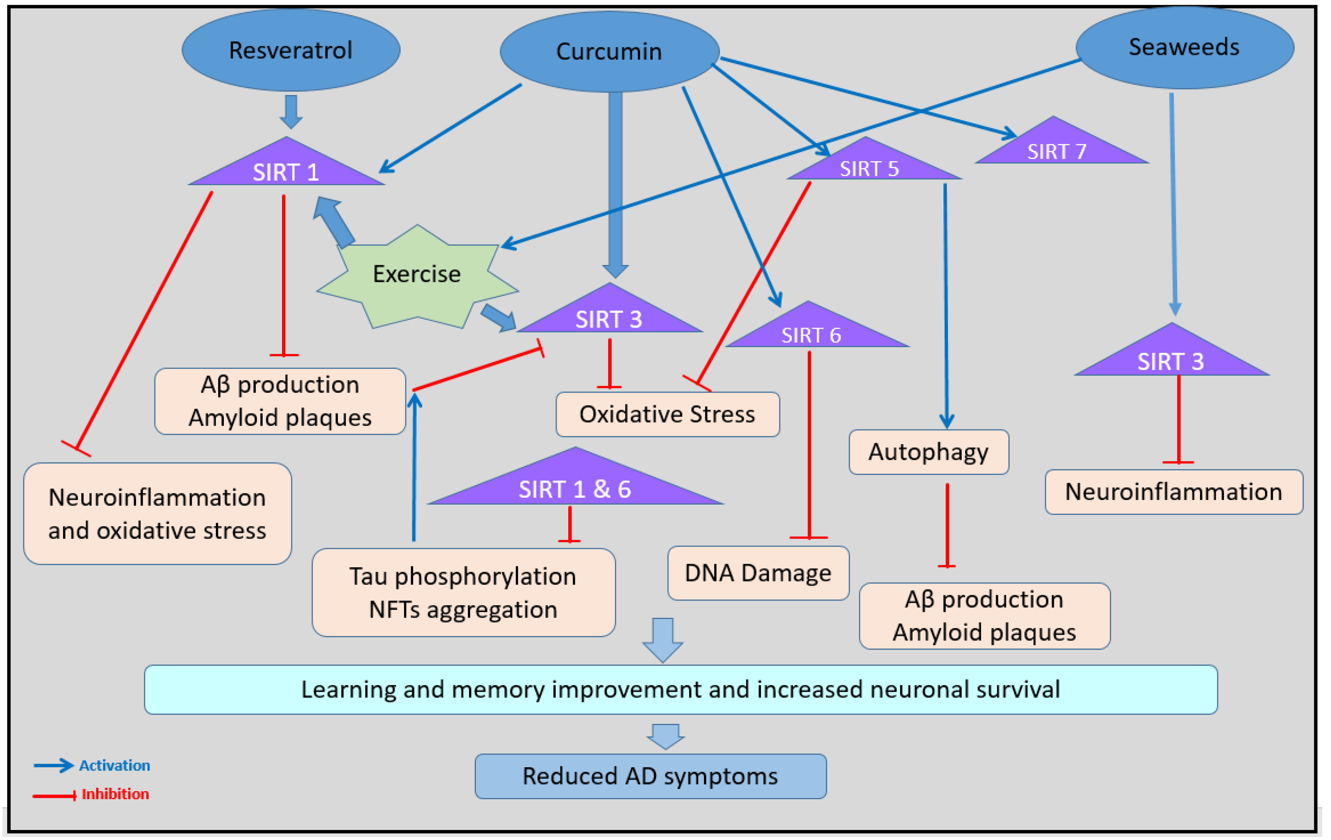Sirtuin Proteins and Memory: A Promising Target in Sirtuin Proteins and Memory: A Promising Target in