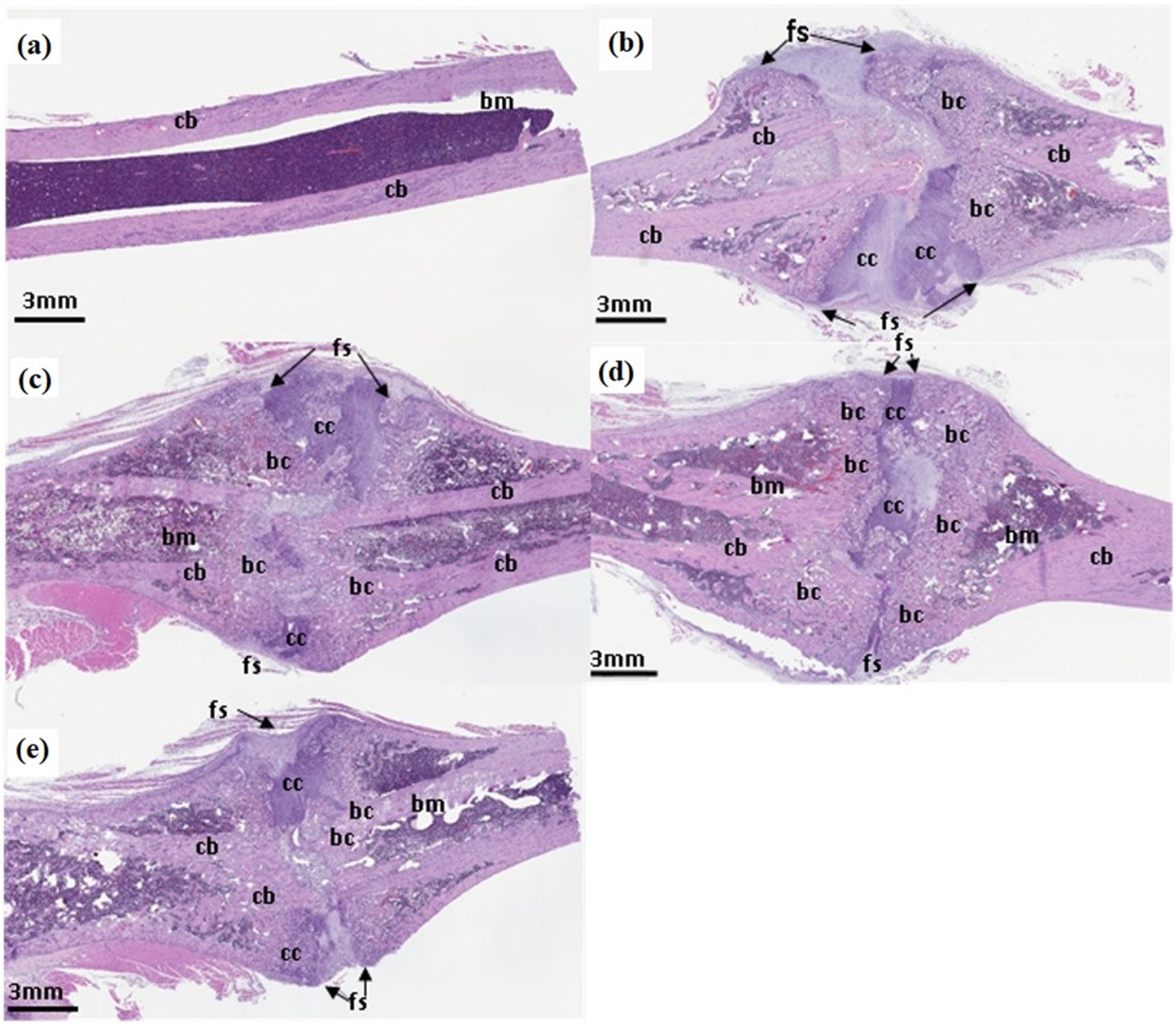 Nutrients 16 04089 g007