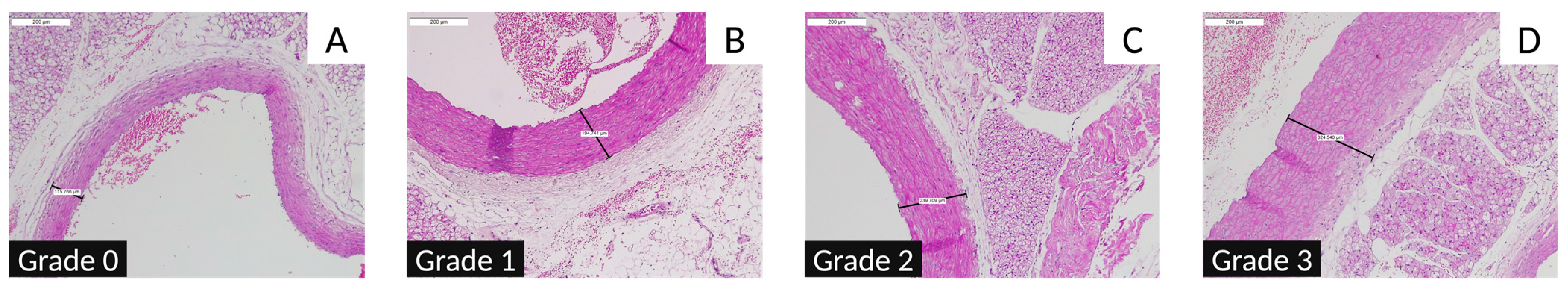 Nutrients 16 04104 g011 Nutrients 16 04104 g011