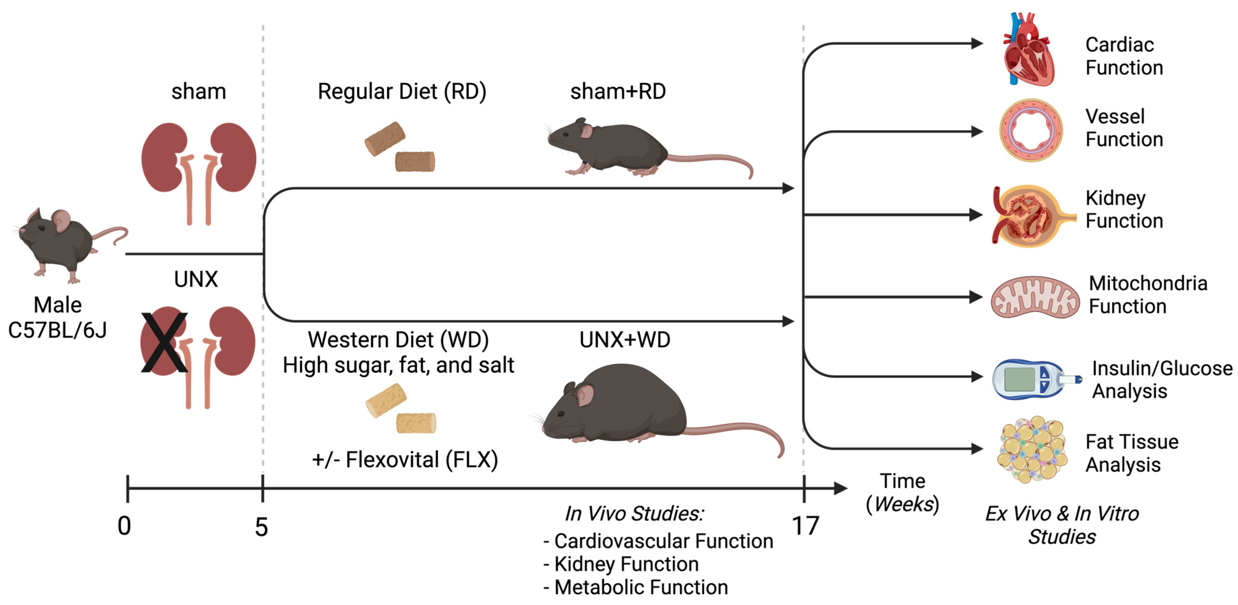 Nutrients 16 04105 g001 Nutrients 16 04105 g001