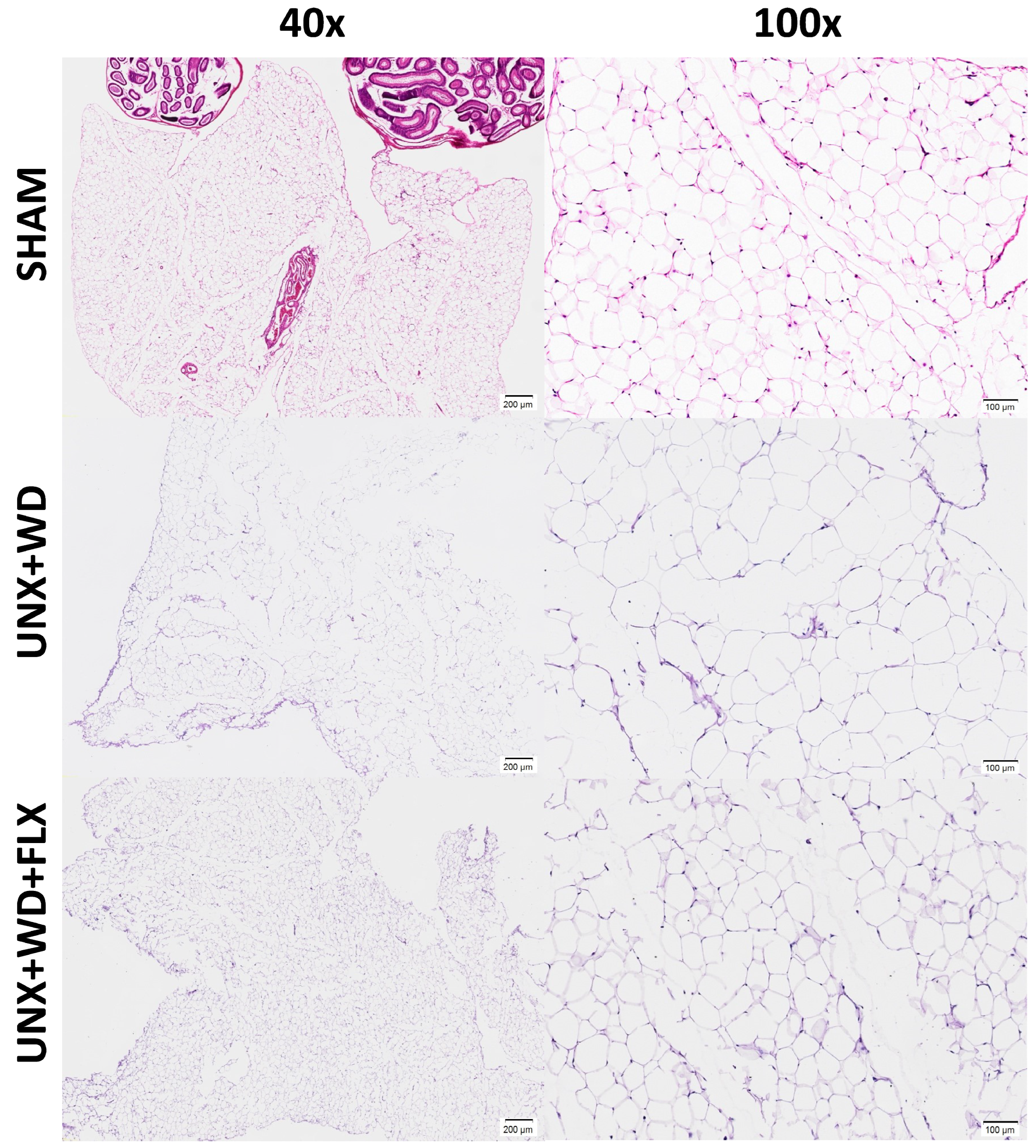 Nutrients 16 04105 g003 Nutrients 16 04105 g003