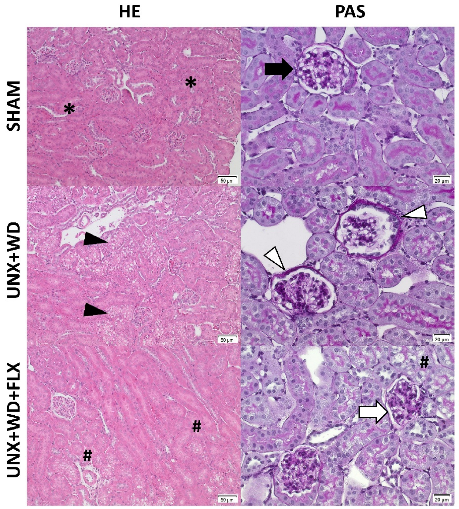 Nutrients 16 04105 g008 Nutrients 16 04105 g008