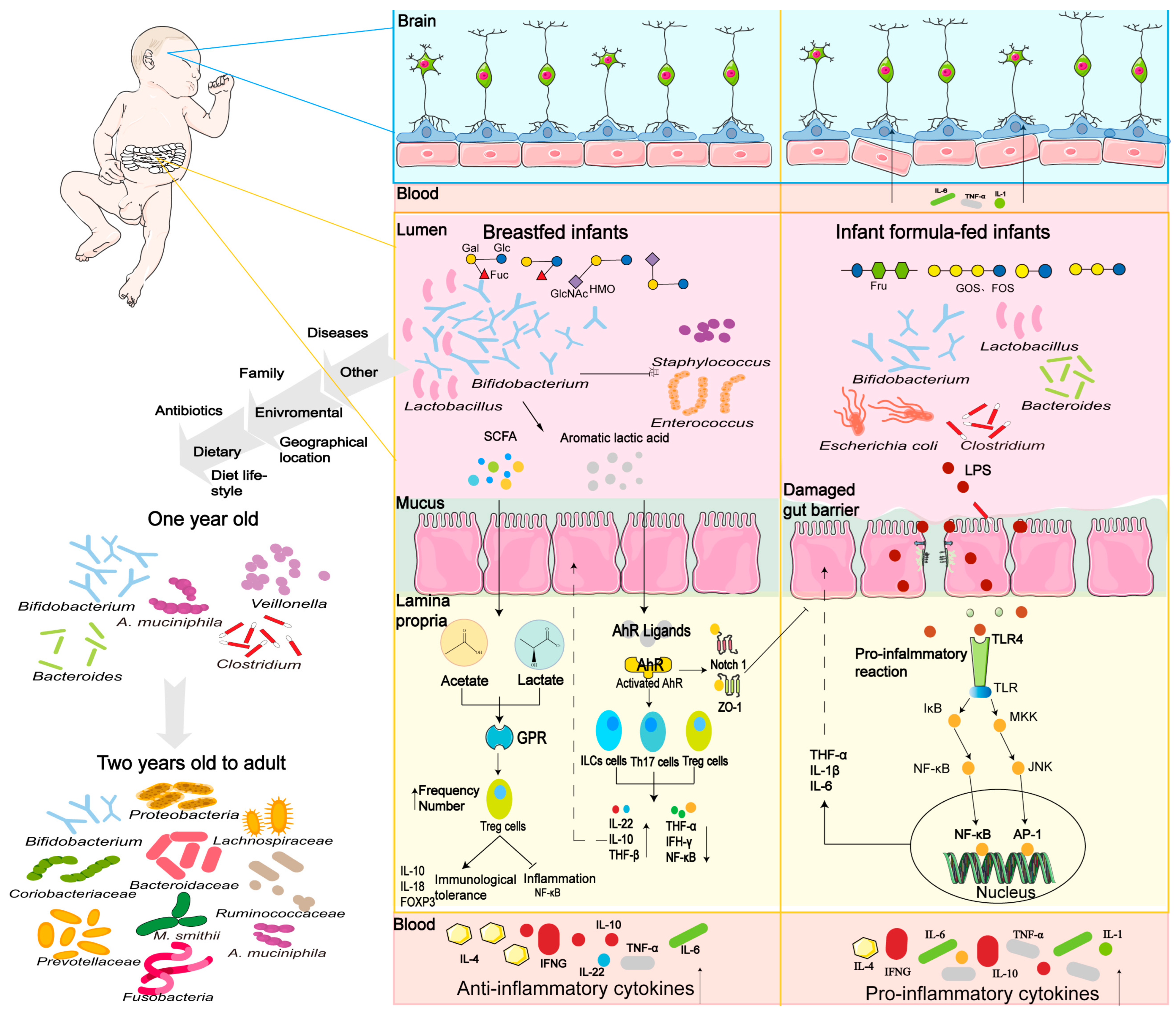 Nutrients 16 04122 g001