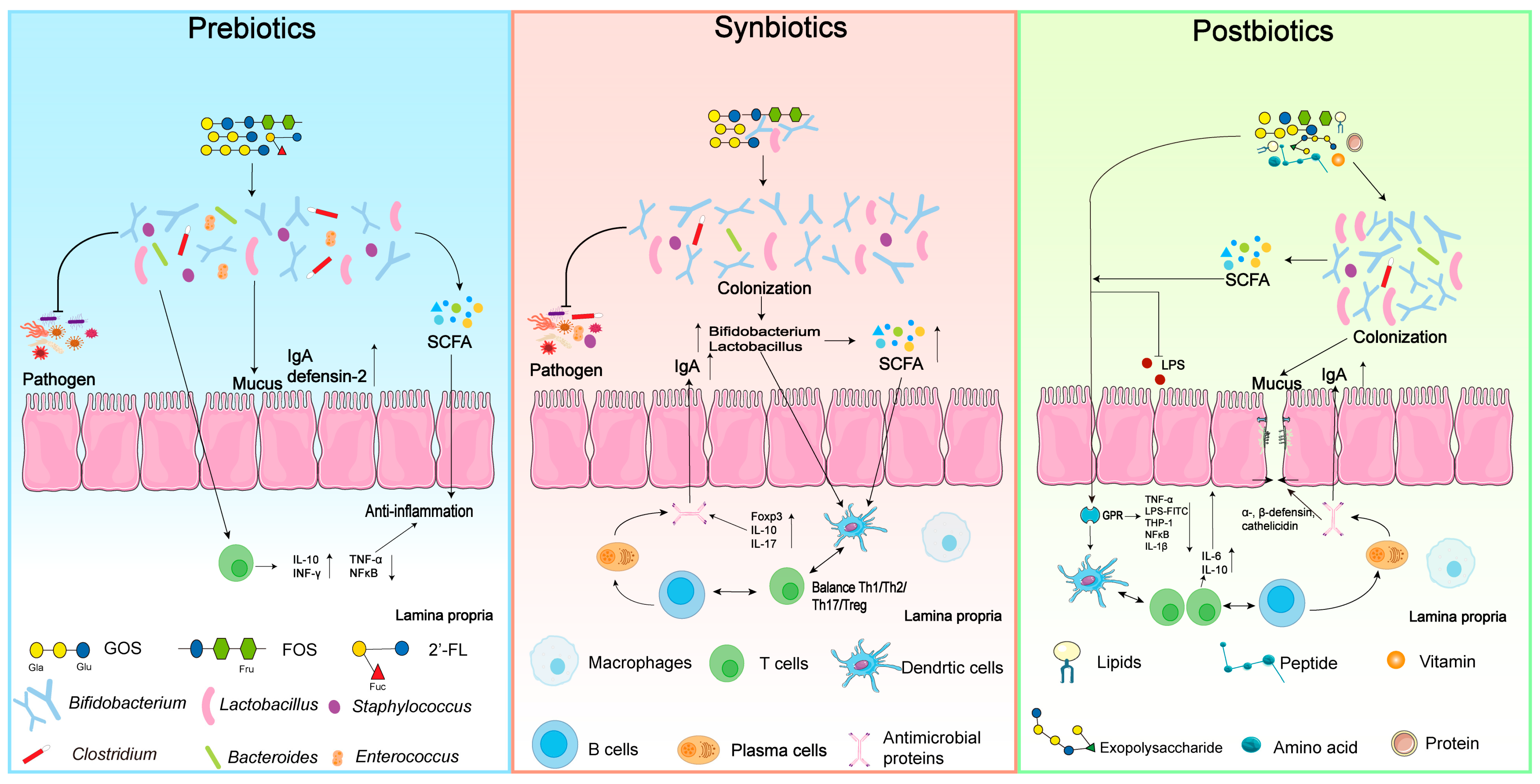 Nutrients 16 04122 g002