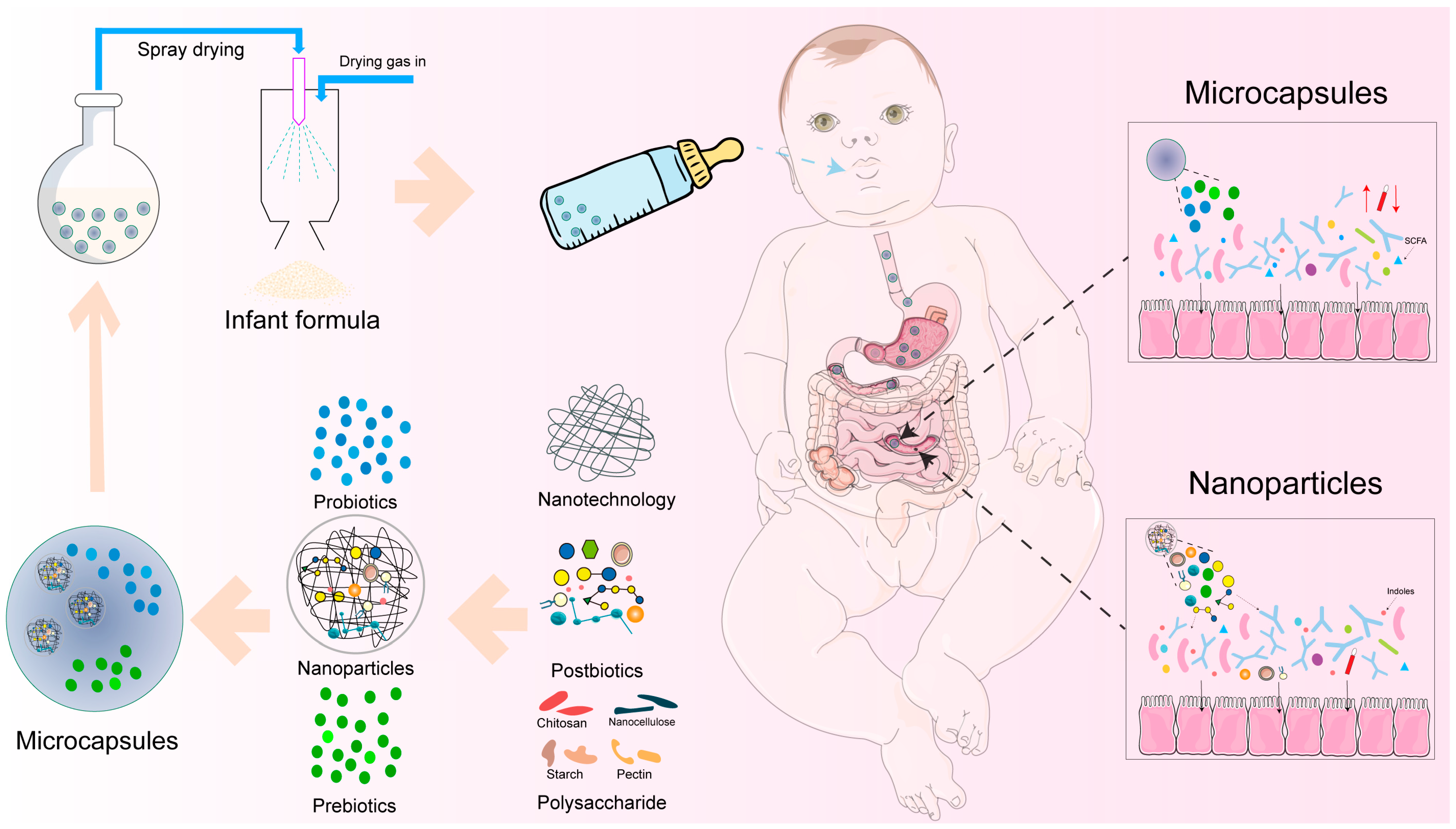 Nutrients 16 04122 g004