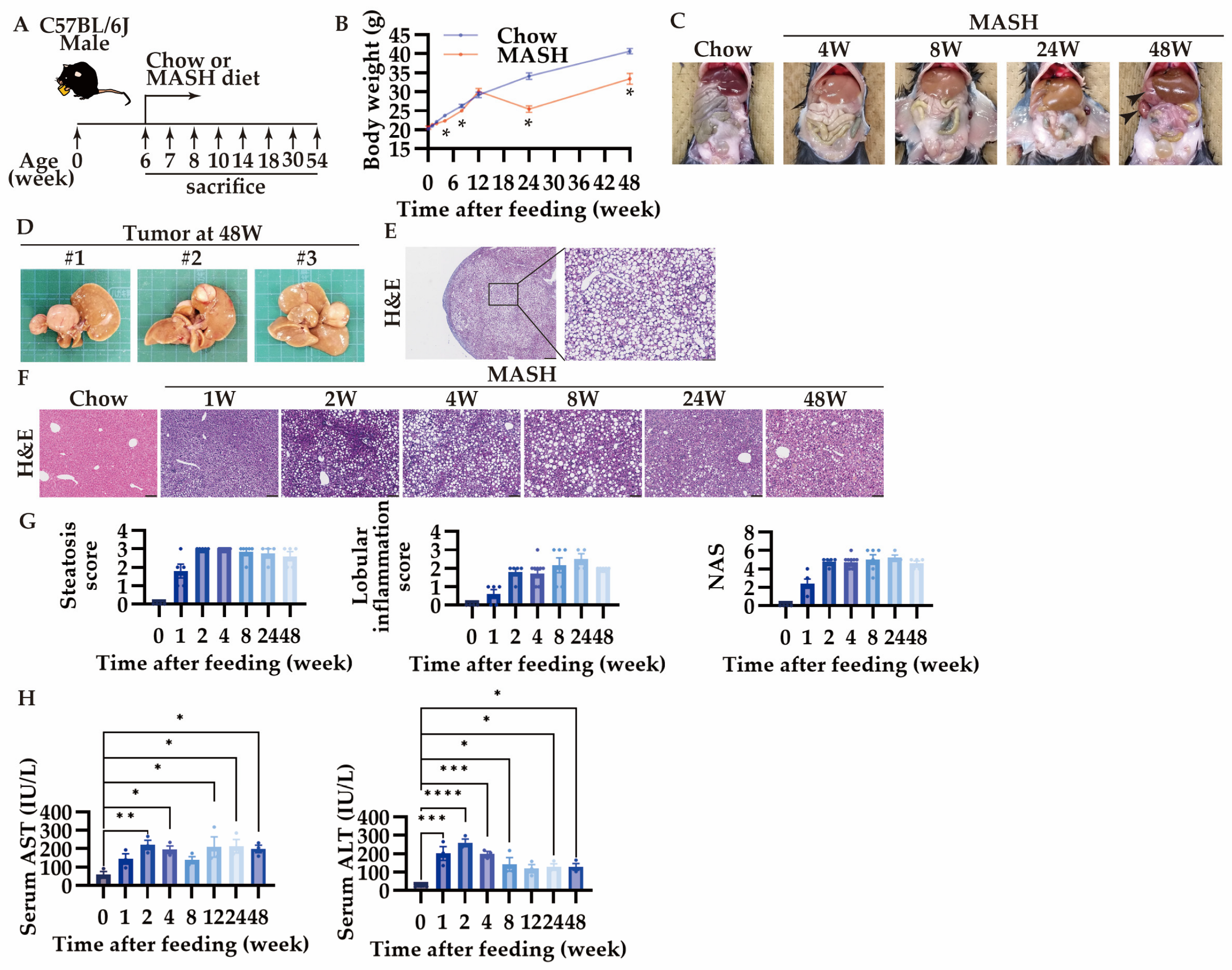 Nutrients 16 04151 g002