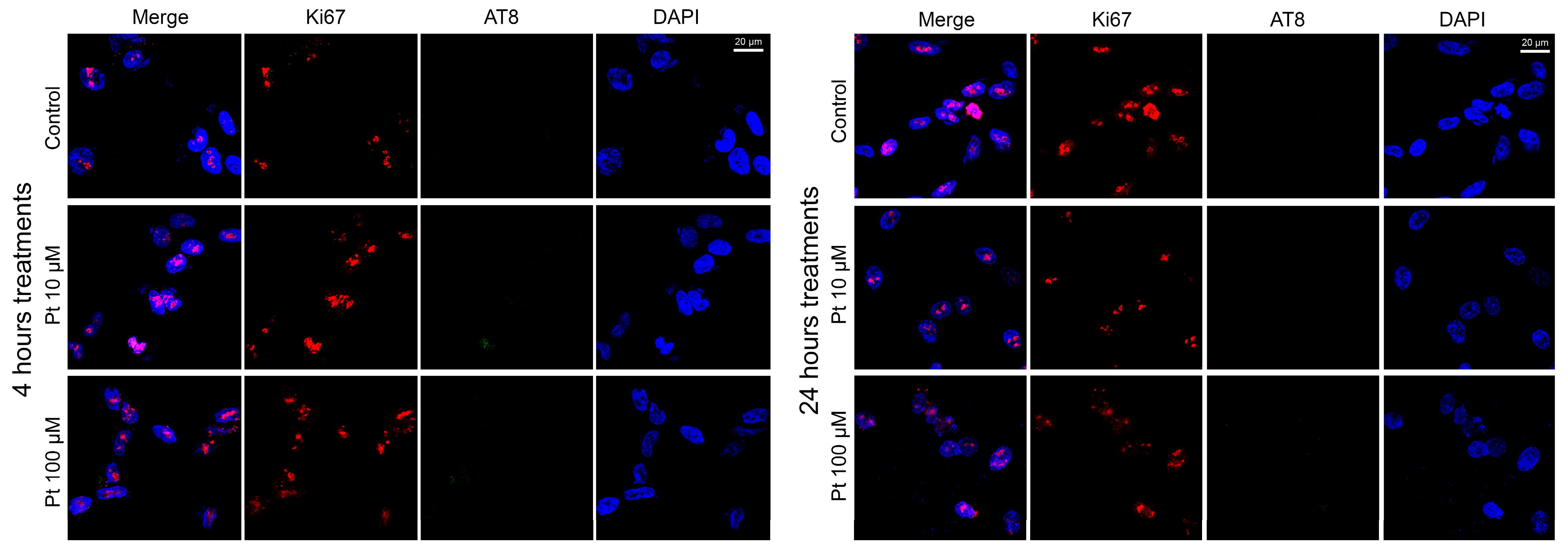 Nutrients 16 04152 g002 Nutrients 16 04152 g002