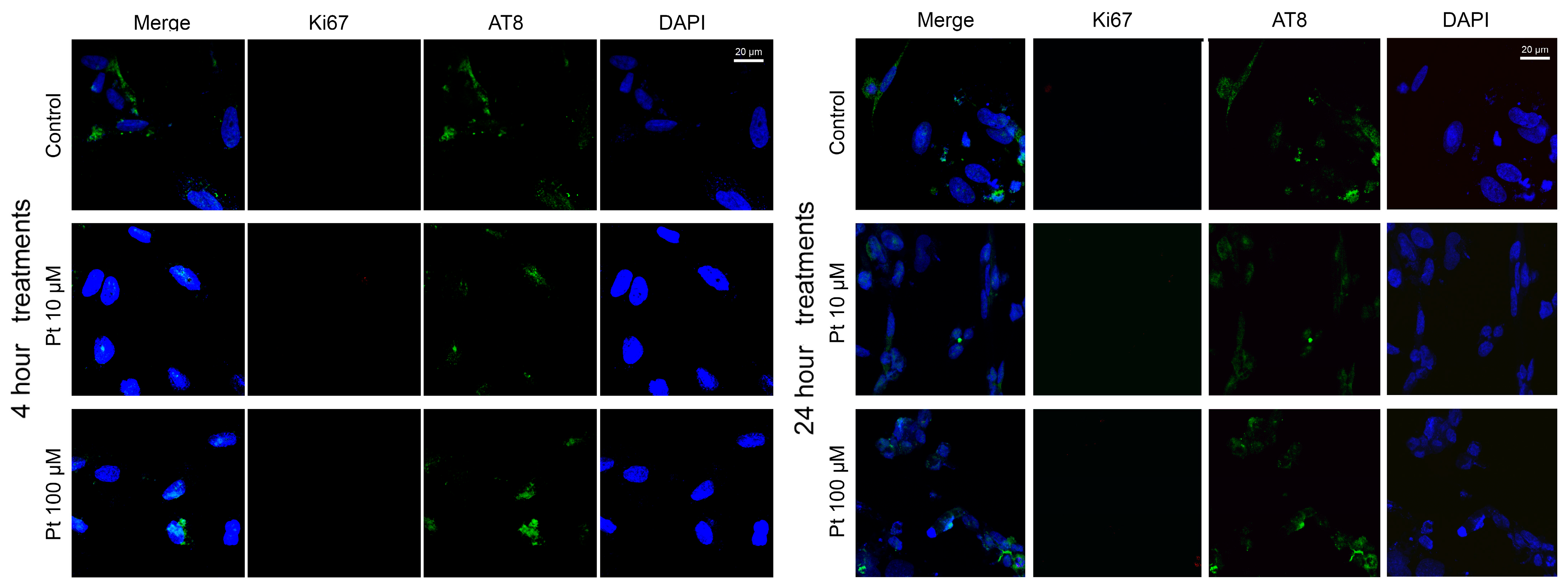 Nutrients 16 04152 g003 Nutrients 16 04152 g003