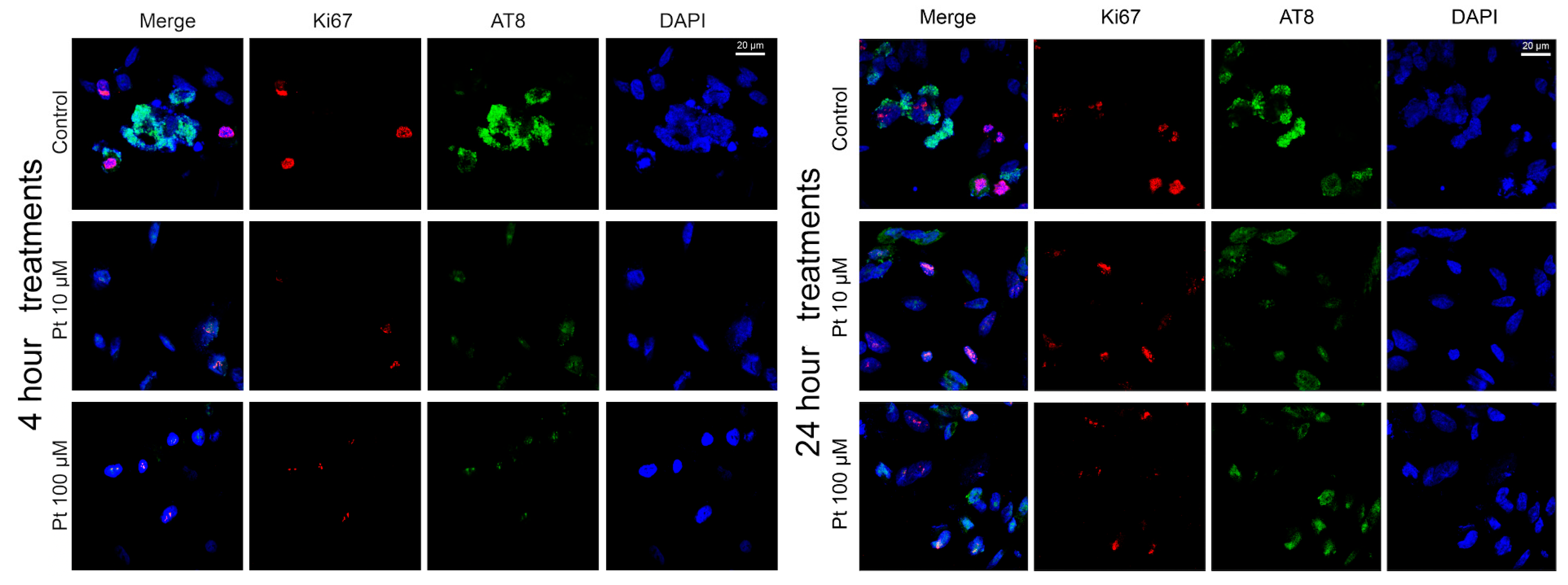 Nutrients 16 04152 g004 Nutrients 16 04152 g004