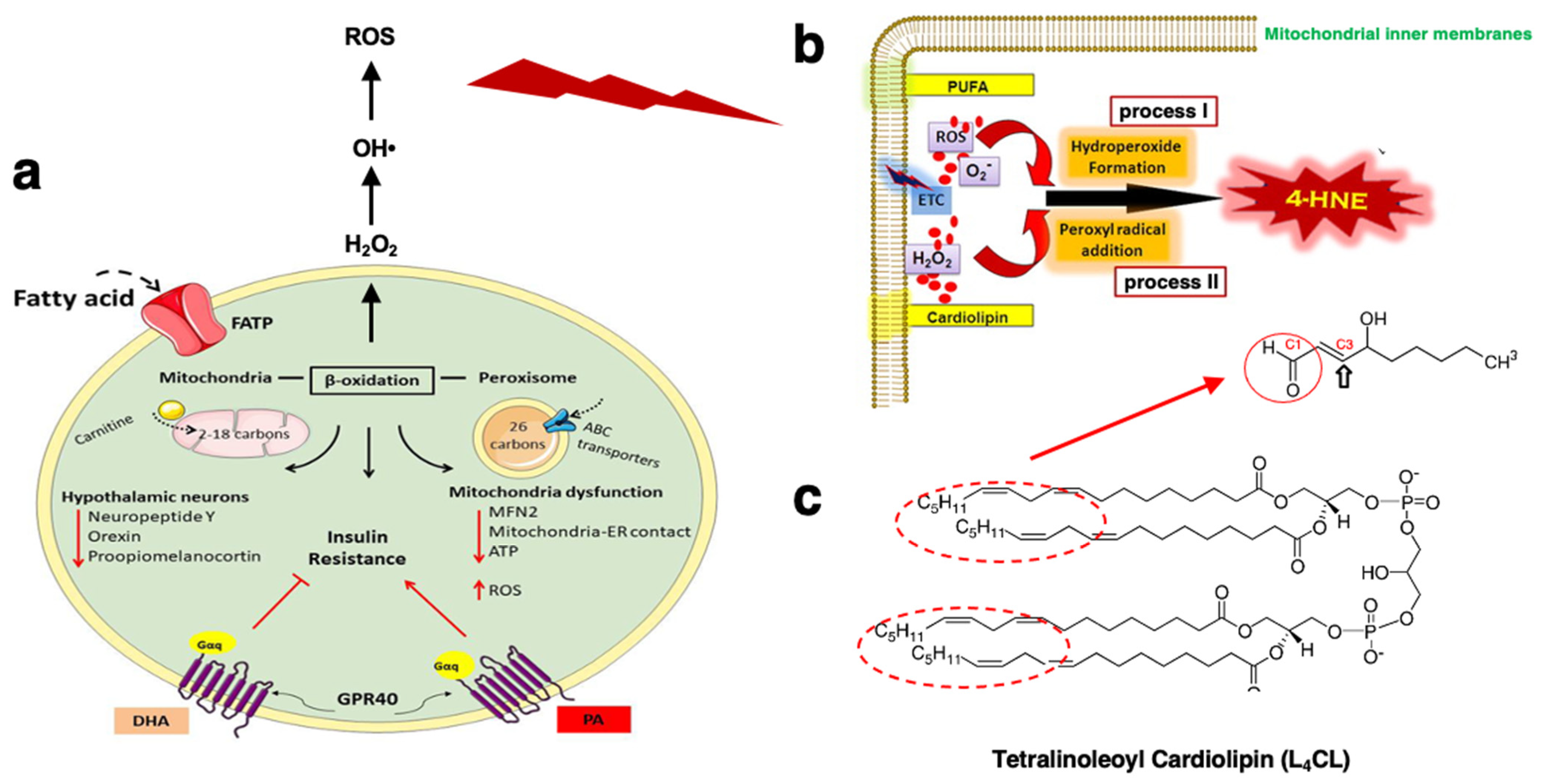 Nutrients 16 04171 g002 Nutrients 16 04171 g002