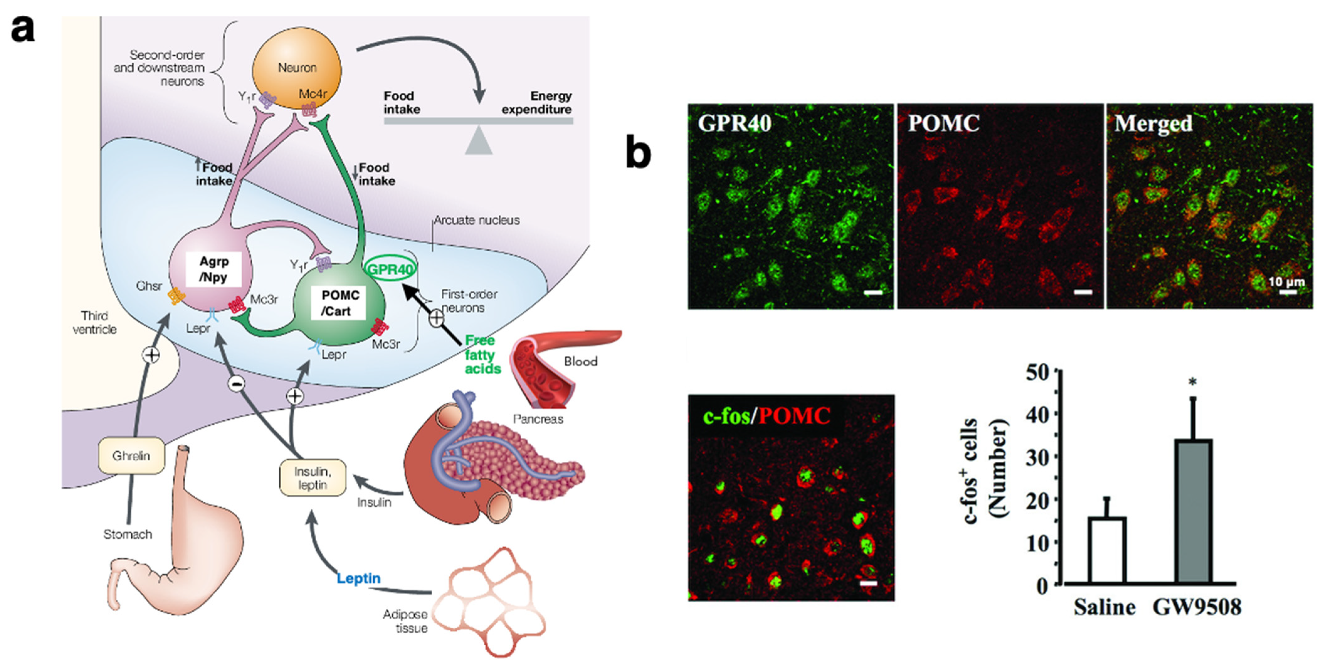 Nutrients 16 04171 g003 Nutrients 16 04171 g003
